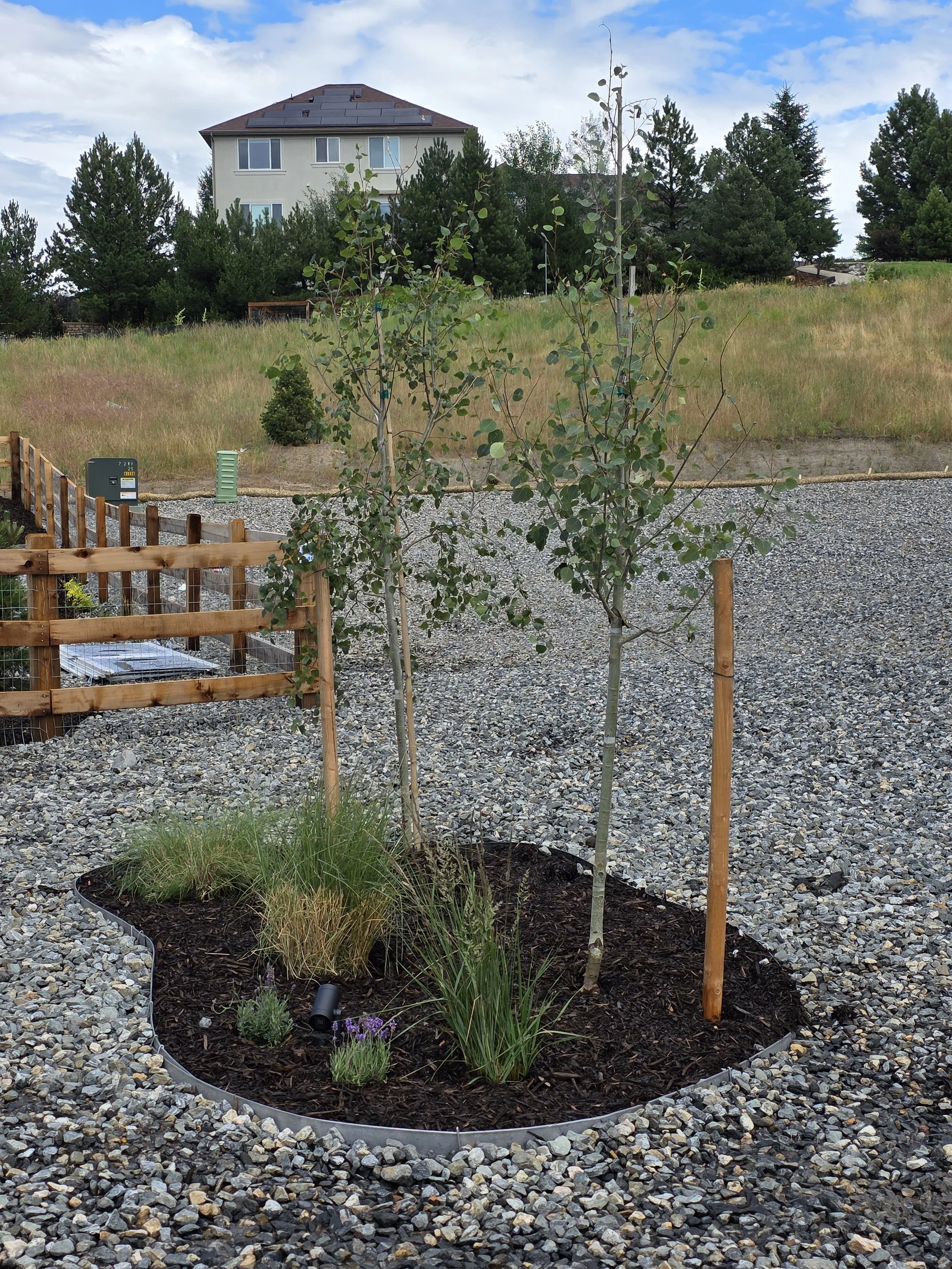 Young trees planted in a garden bed with mulch, surrounded by a gravel area; a house with multiple windows and a sloped roof in the background, with trees and a partly cloudy sky.