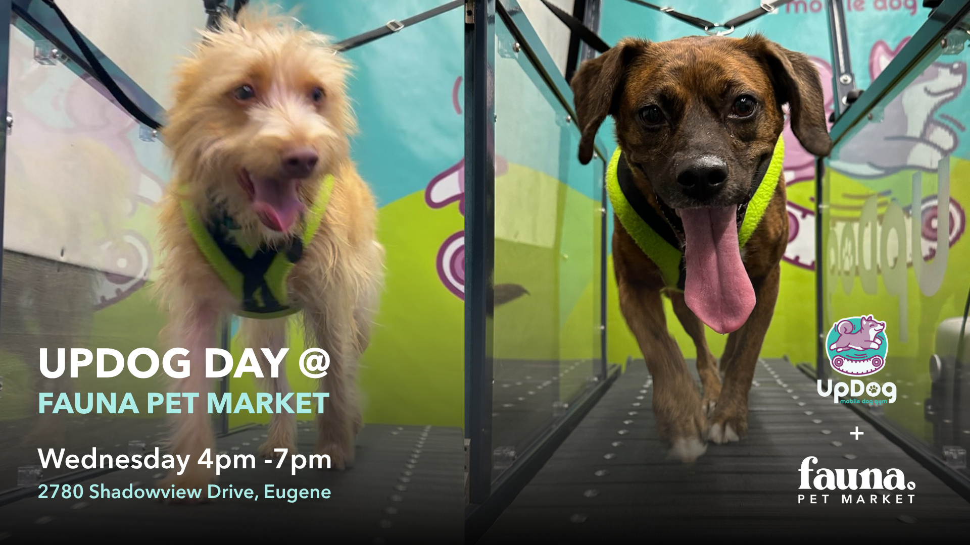 UpDog Day @ Fauna Pet Market