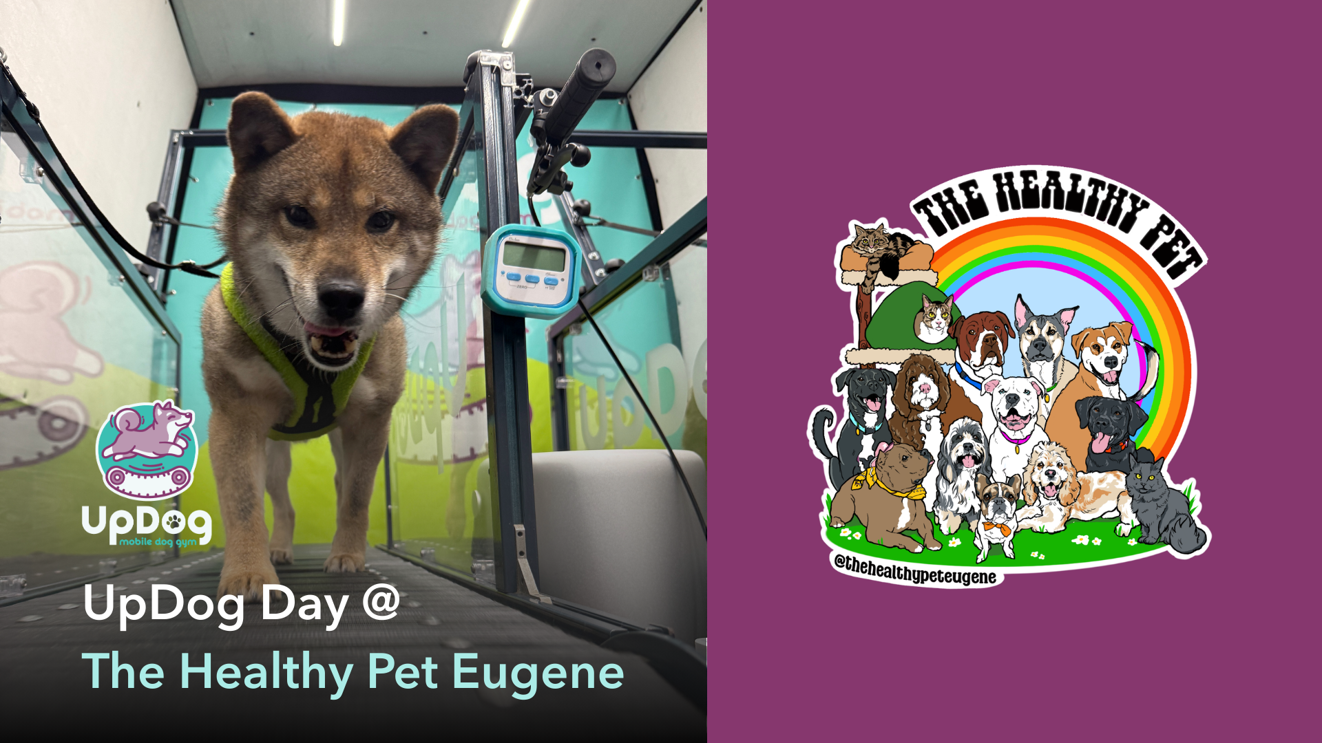 UpDog Day @ The Healthy Pet