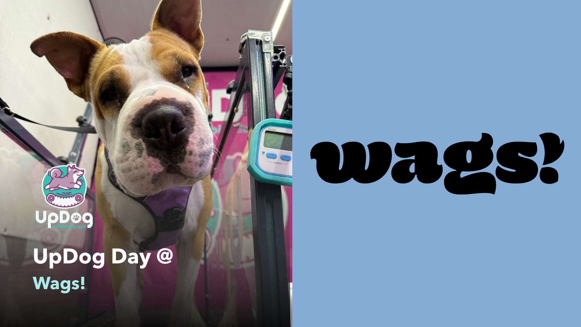 UpDog @ Wags! 