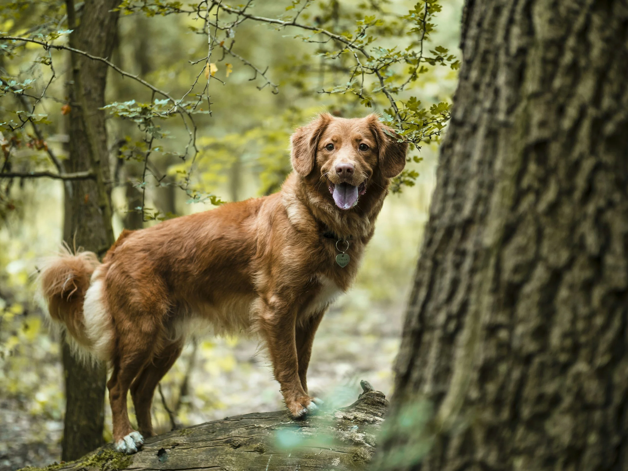 Oregon Adventures with Your Dog: Staying Safe on Trails, Rivers, and Beyond