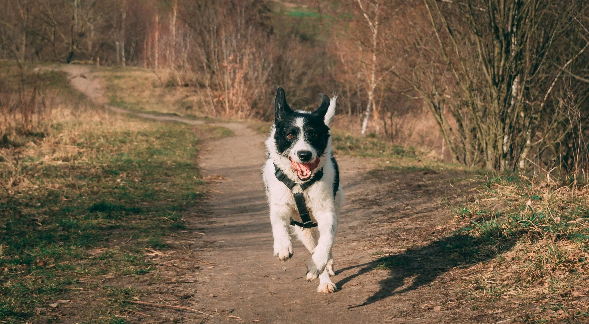 Why Balanced Exercise Matters for Your Dog