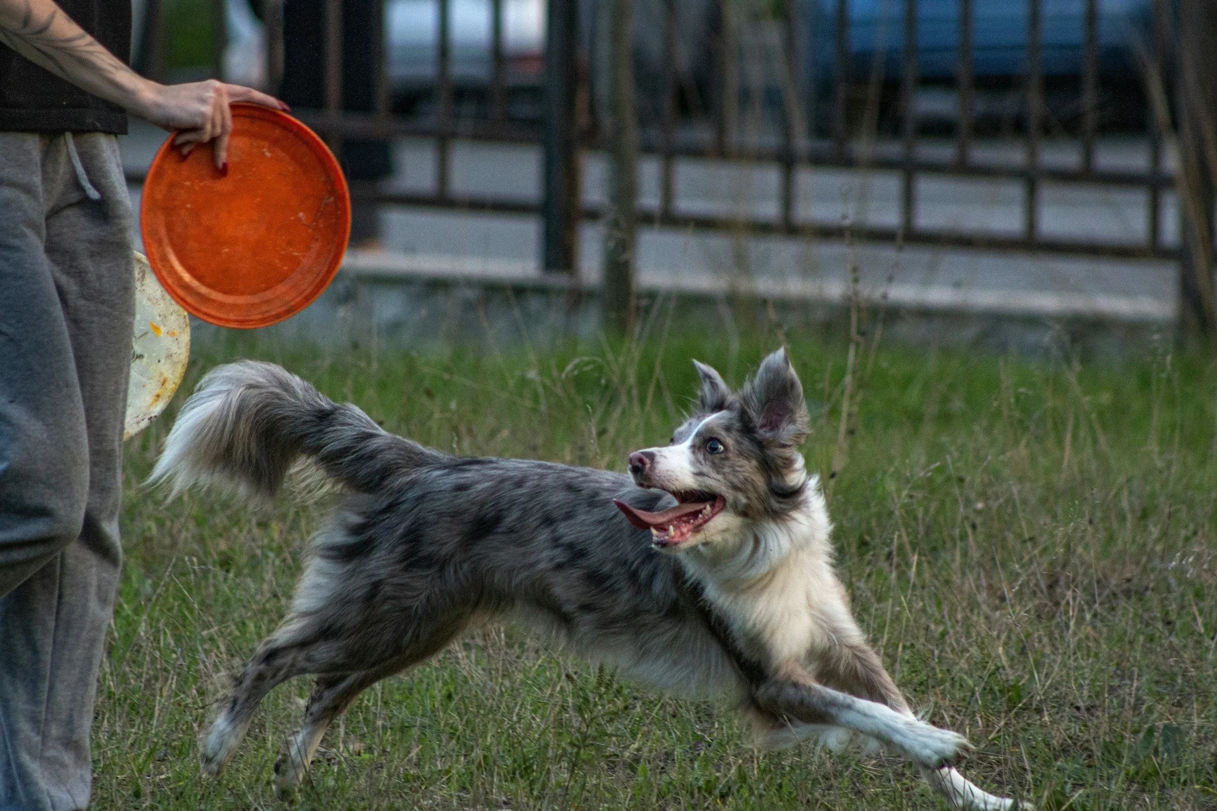 How to Exercise Your Dog Safely in the Summer Heat