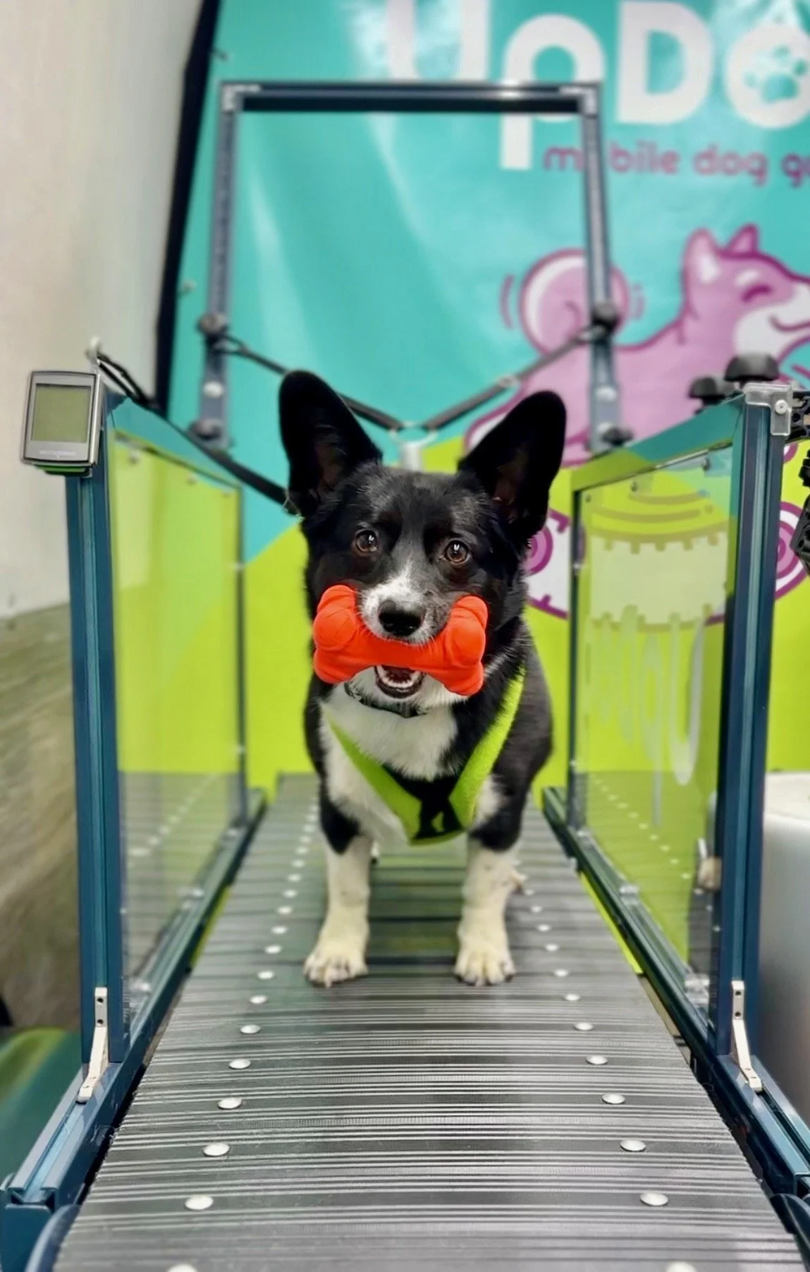 A black and white dog with a frisbee around its neck walking on a treadmill in a gym for dogs.