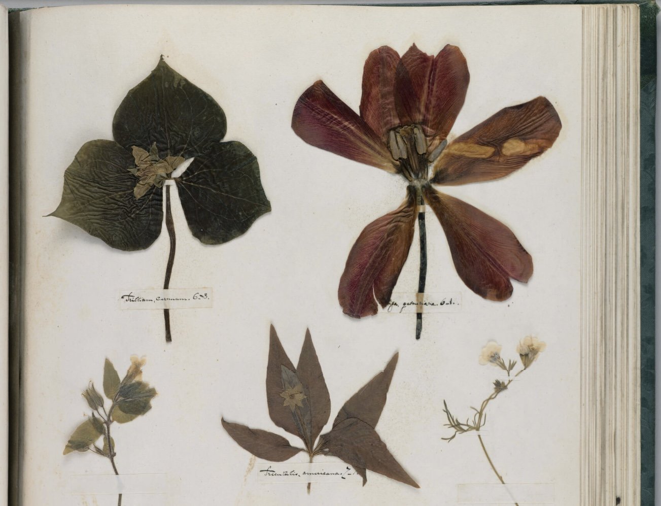 Poetry of Plants. Emily Dickinson Herbarium
