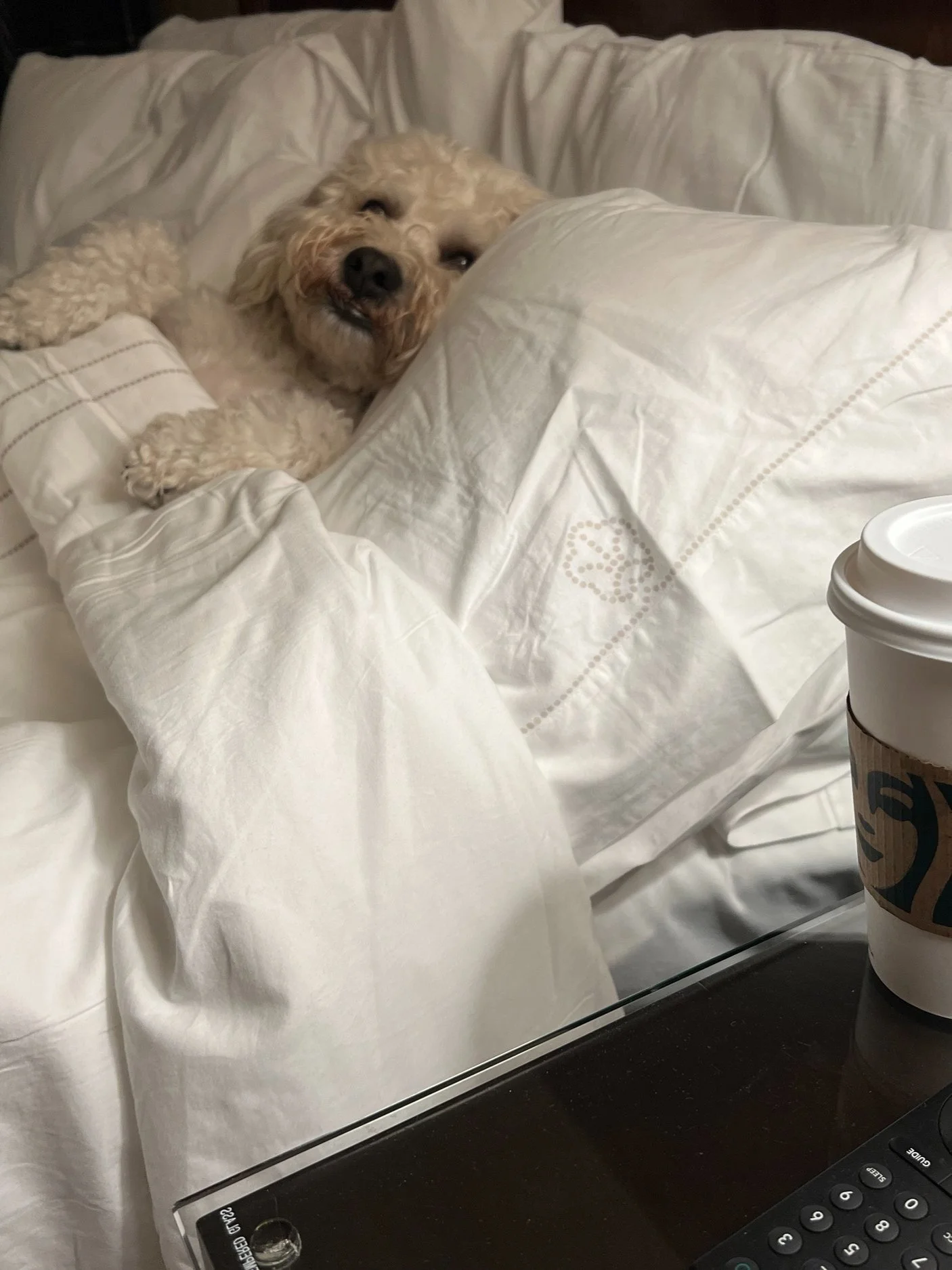 A fluffy white dog lying on a bed with white sheets and pillows. In the foreground, there is a disposable coffee cup on a nightstand next to a remote control.