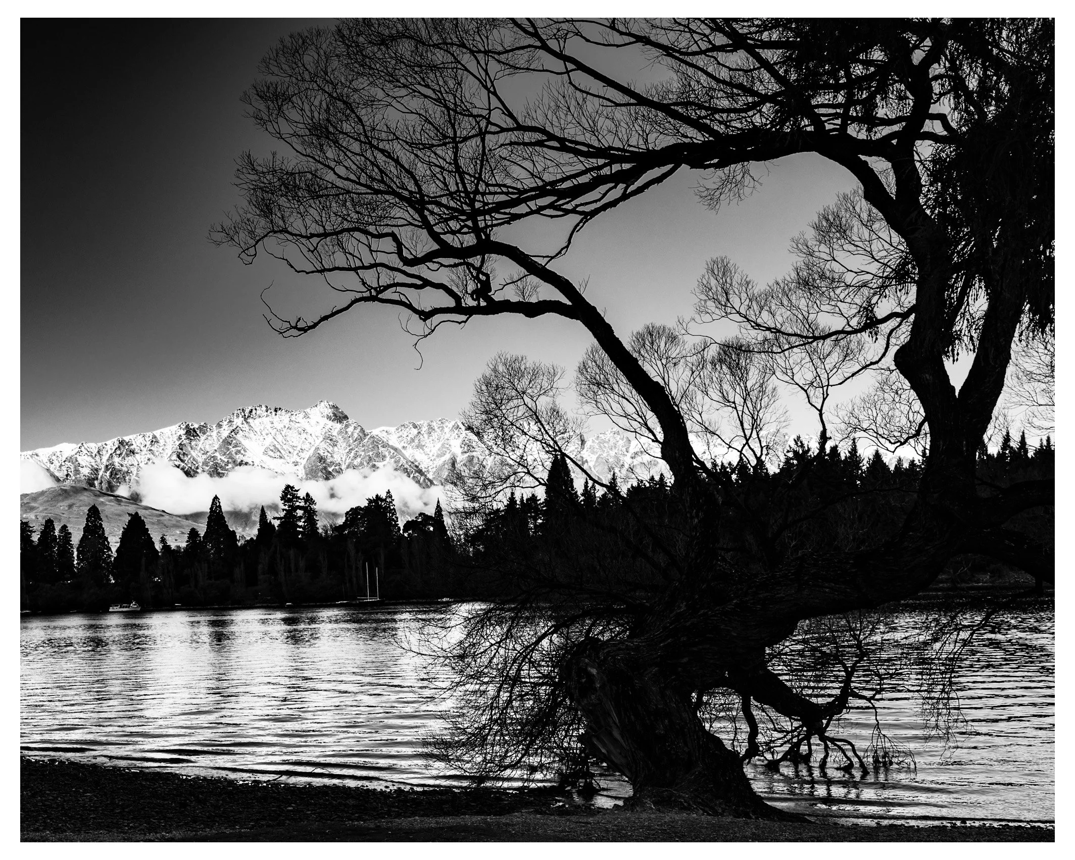 Queenstown Willow 2