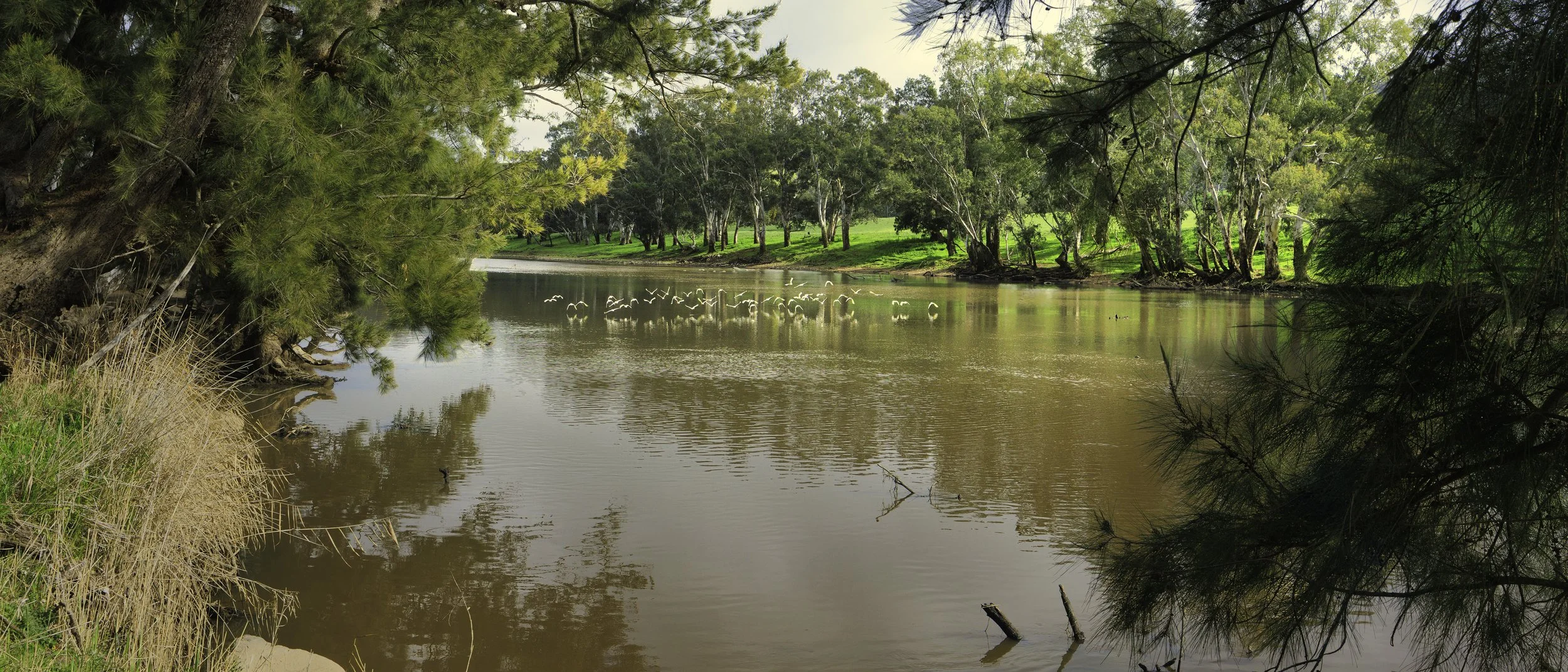A river flowing through a lush, green forest with trees on both sides and a flock of birds flying over the water.