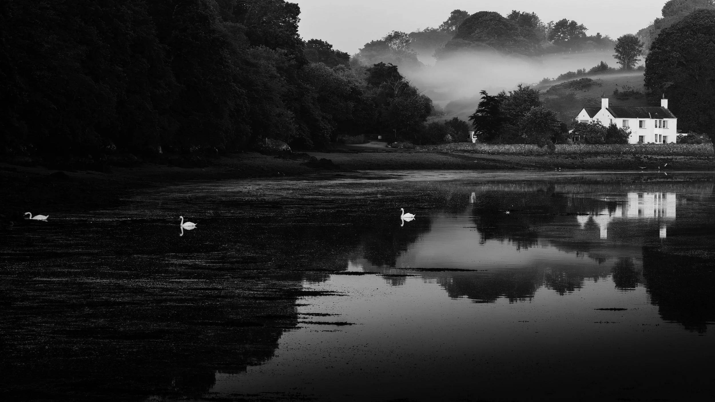 Black and white photo of a scenic lakeside view with three swans swimming on calm water, surrounded by trees, houses, and misty hills in the background.