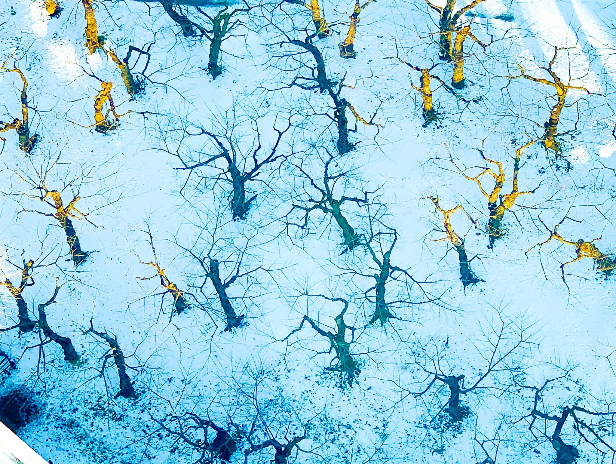 Cherry Fort Hokaido Japan