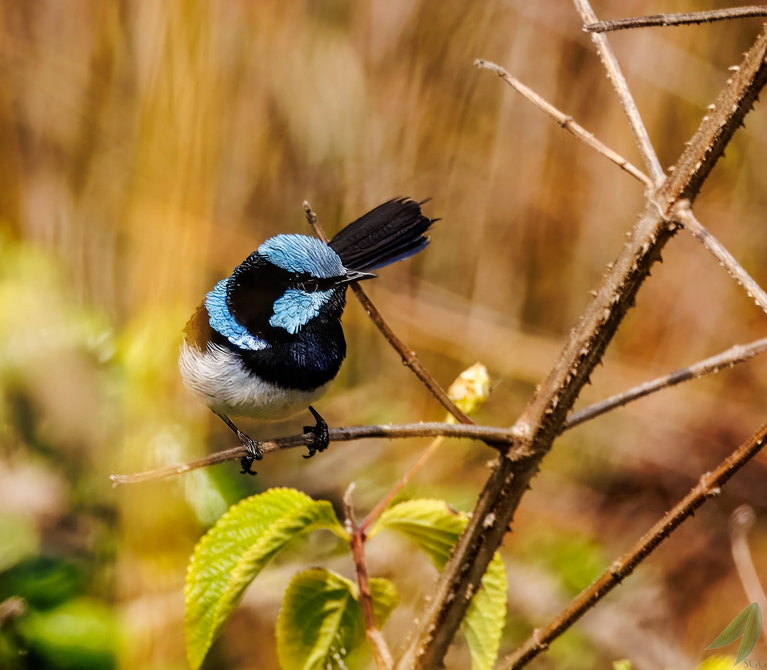 Quarry Wren (Bombo Headland)