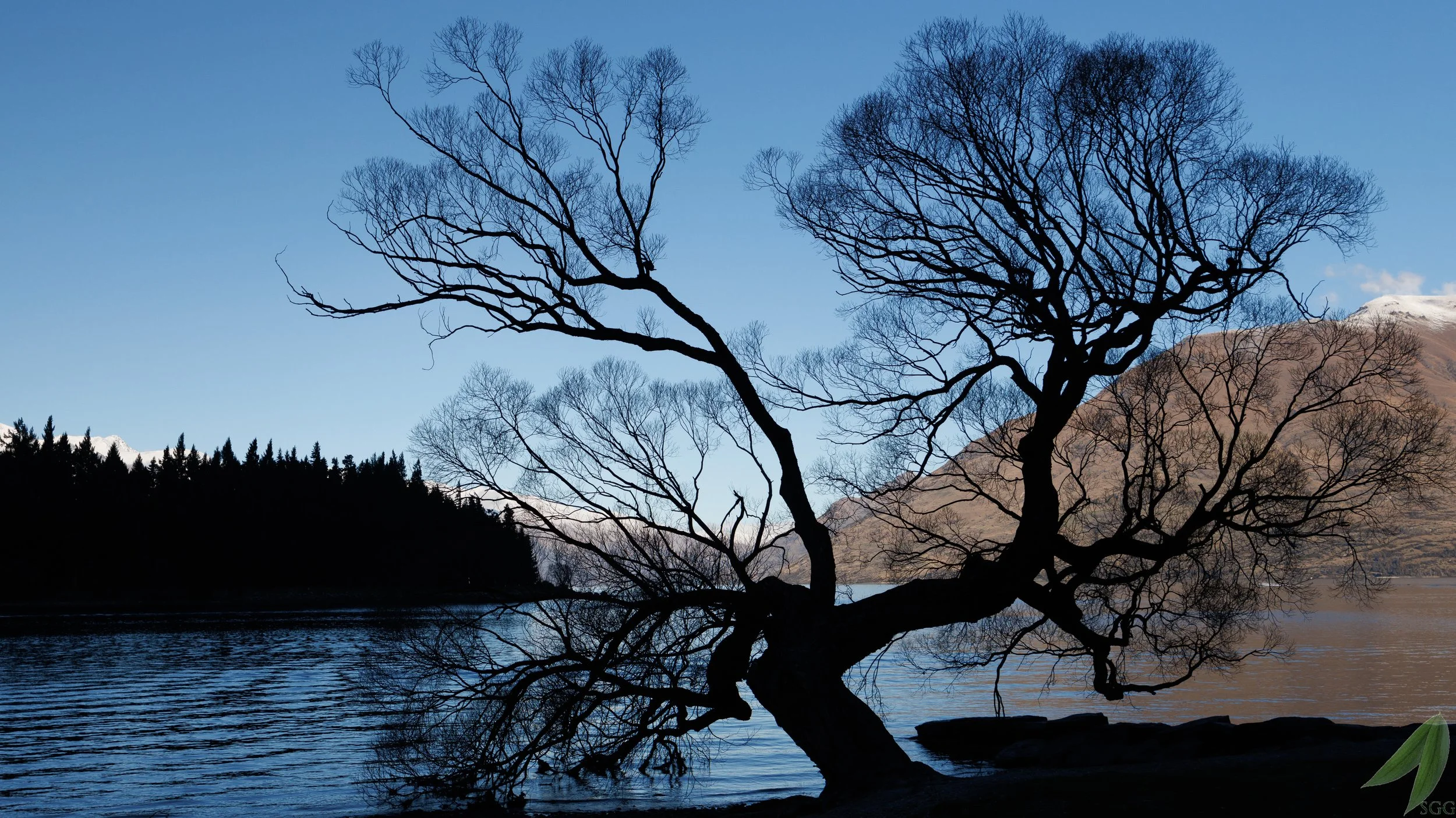 Queenstown NZ Willow