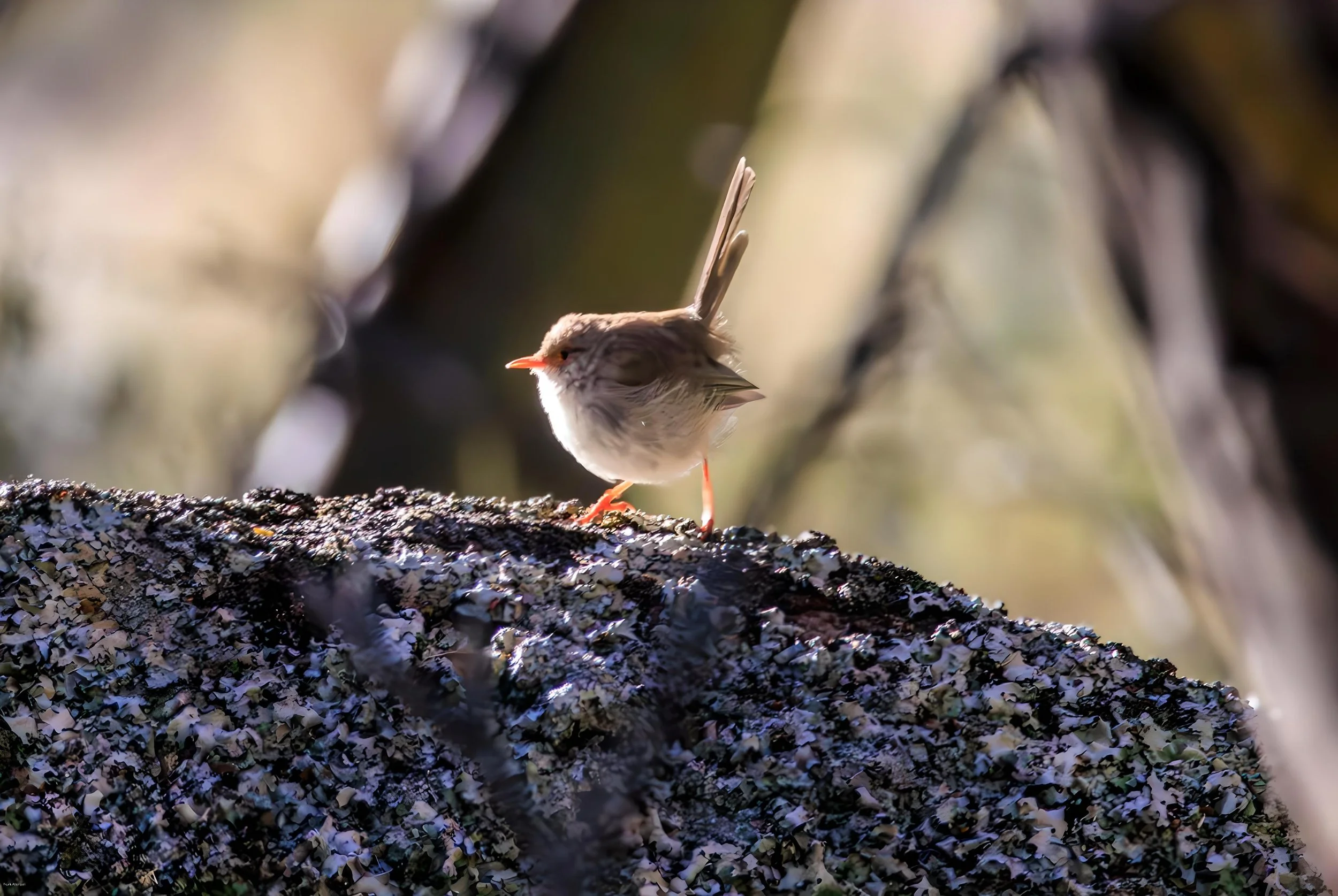 cracken wren 2--fotor-20240417164616.jpeg