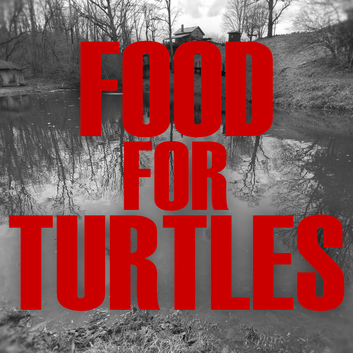 Food For Turtles