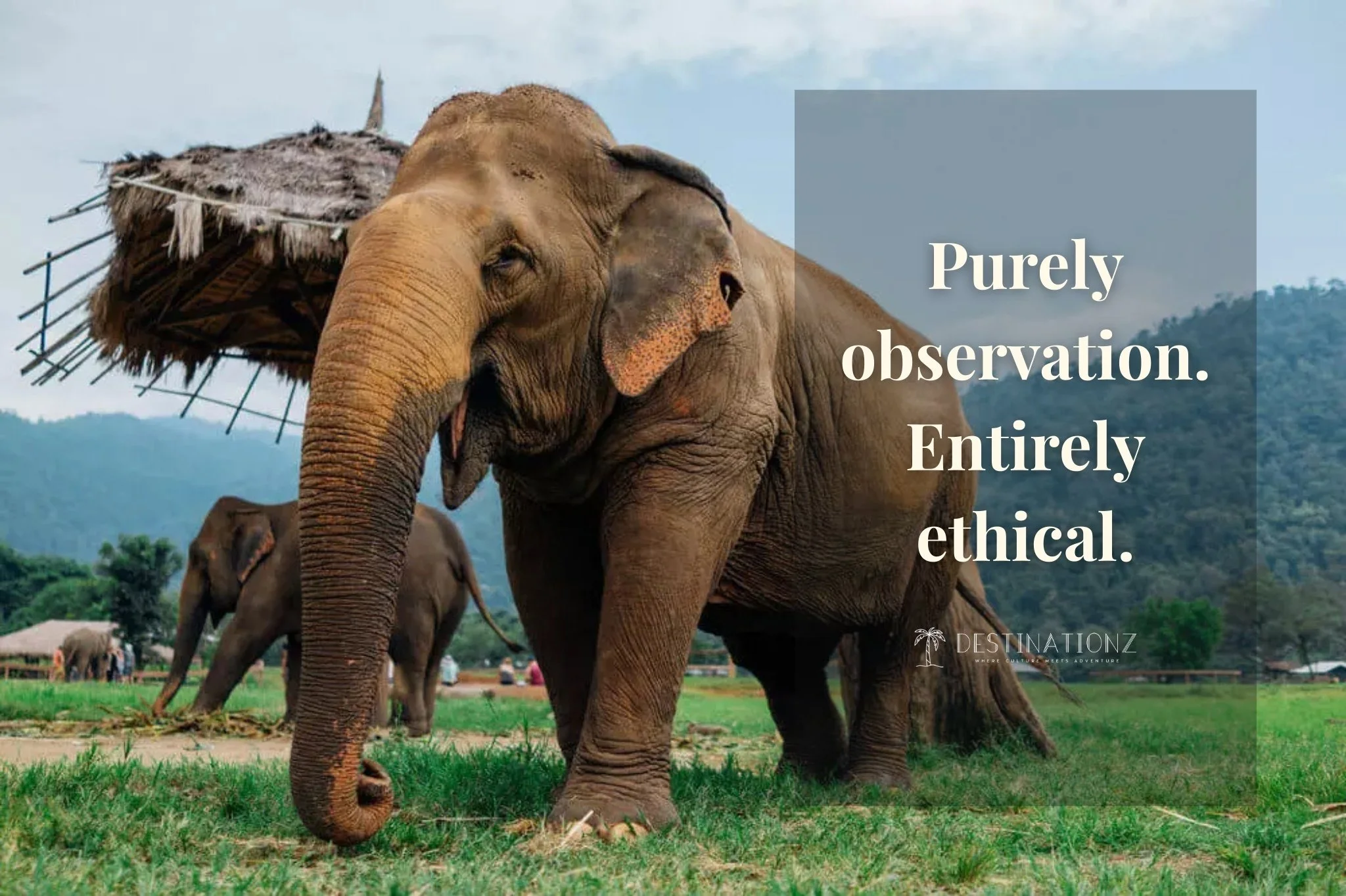 Observation-only tour at an ethical elephant sanctuary in Thailand.