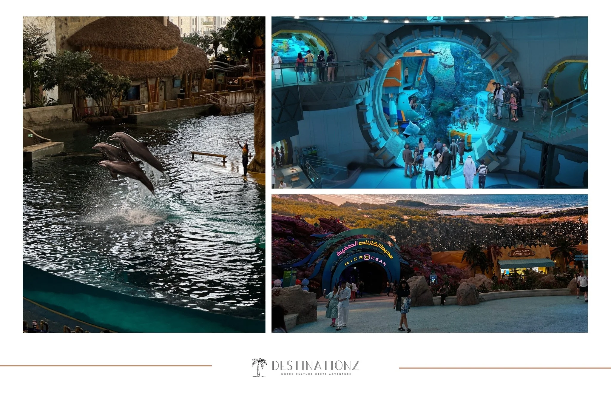 SeaWorld Abu Dhabi: Family Fun, Marine Life Encounters & Thrilling ...