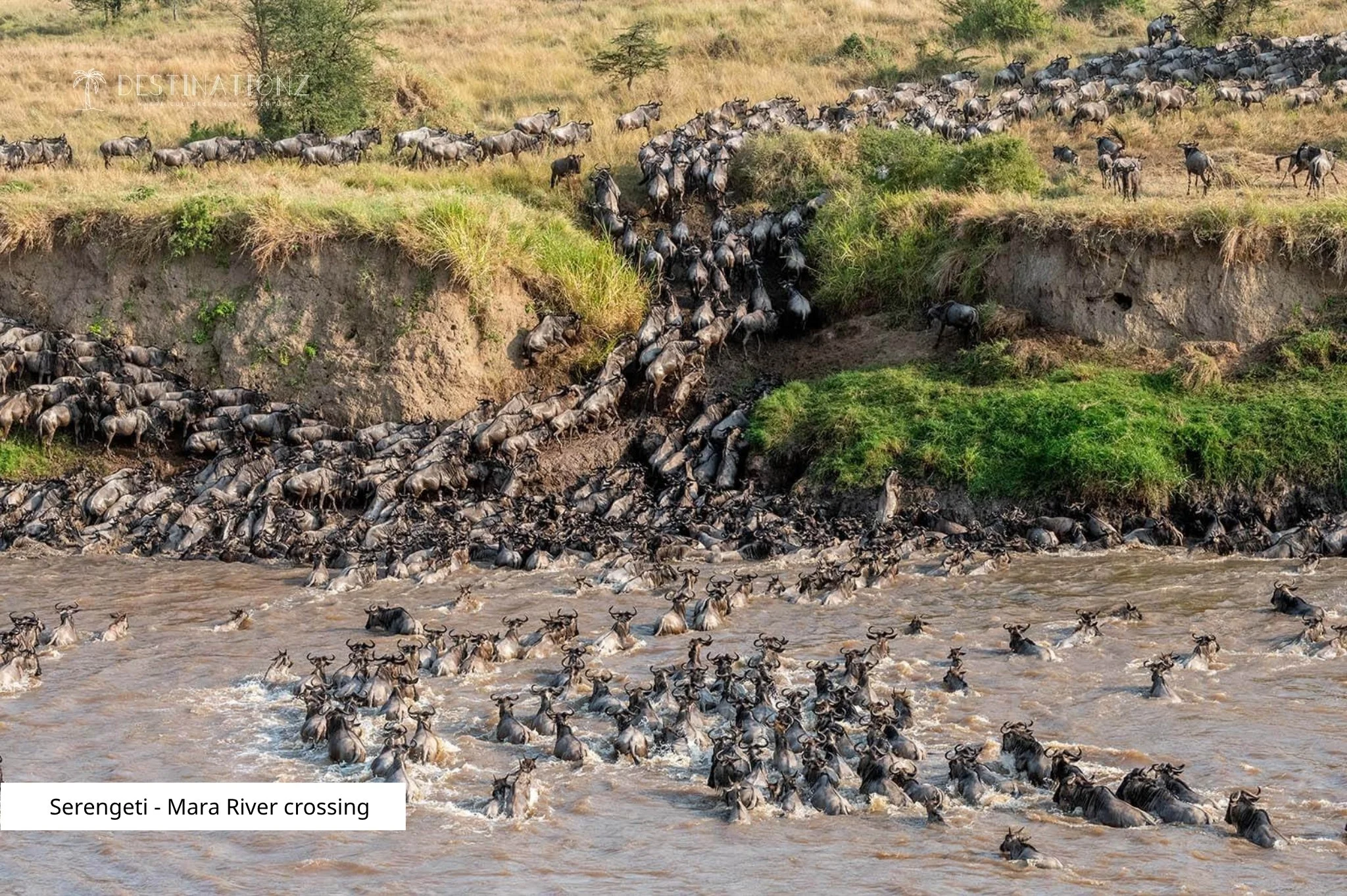 Great Migration Mara River crossing, Serengeti National Park safari.