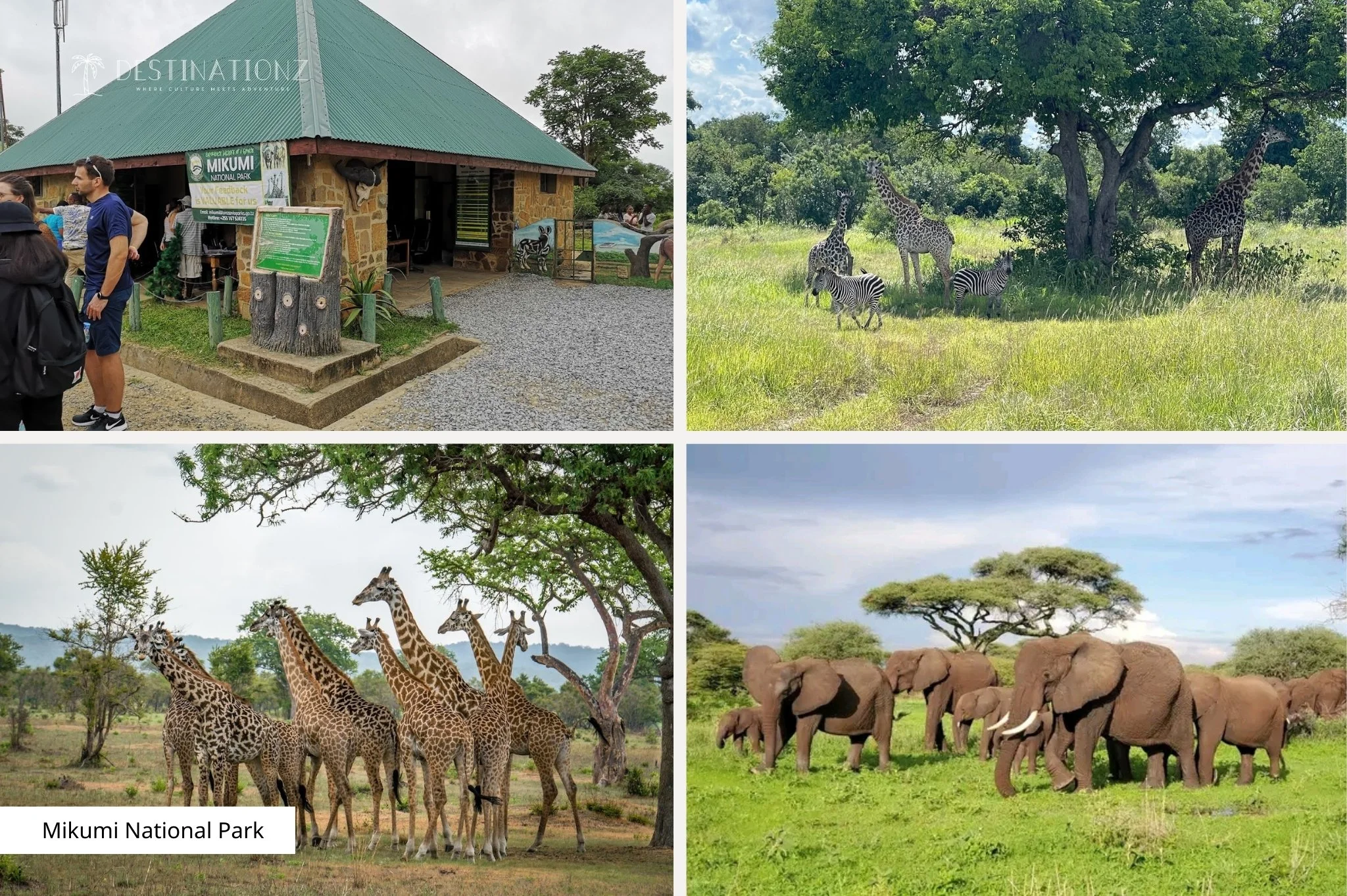 Wildlife viewing at Mikumi National Park, the best day trip safari destination from Zanzibar.