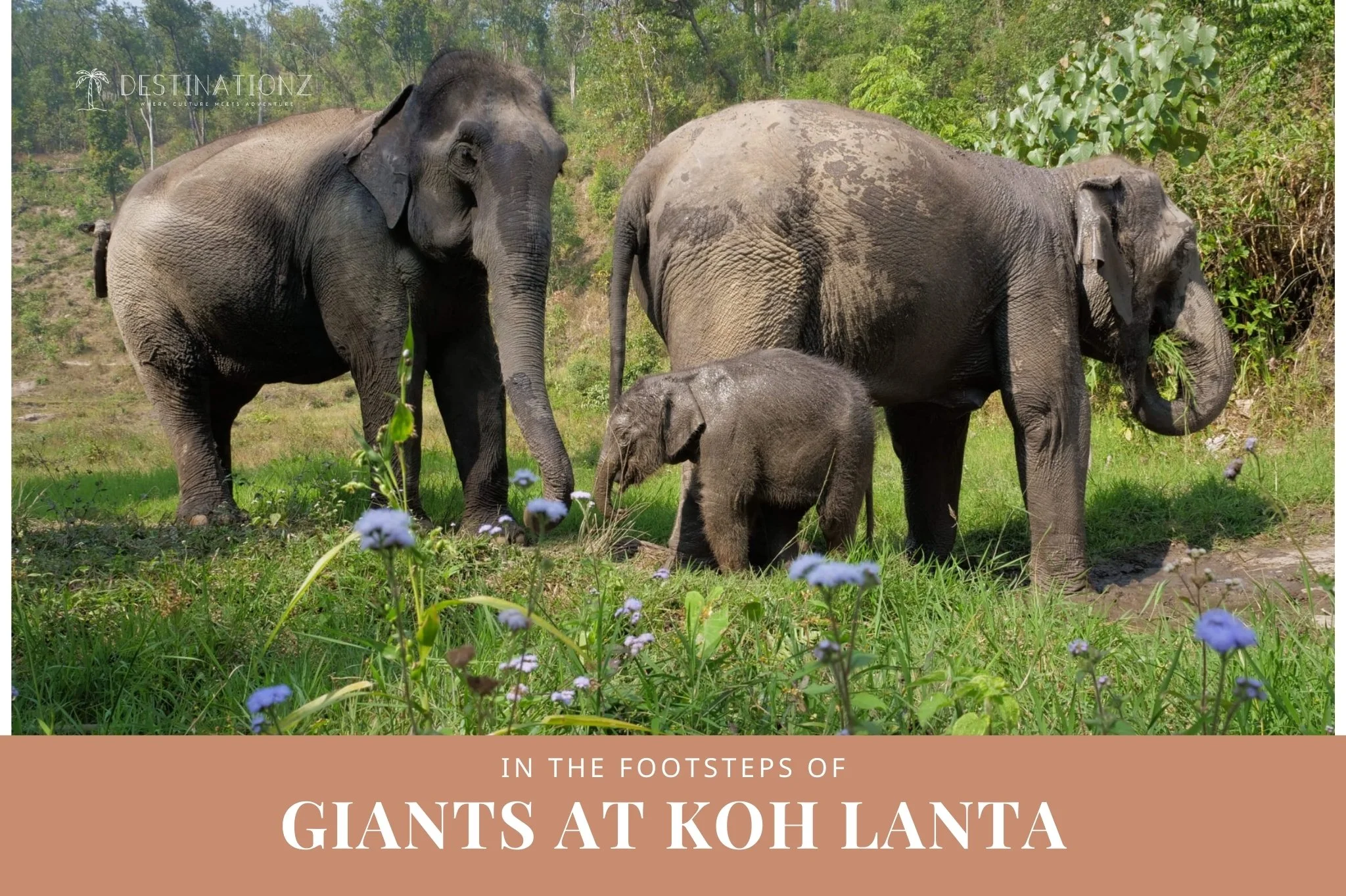 Following Giants: Ethical elephant sanctuary in Koh Lanta, Thailand.