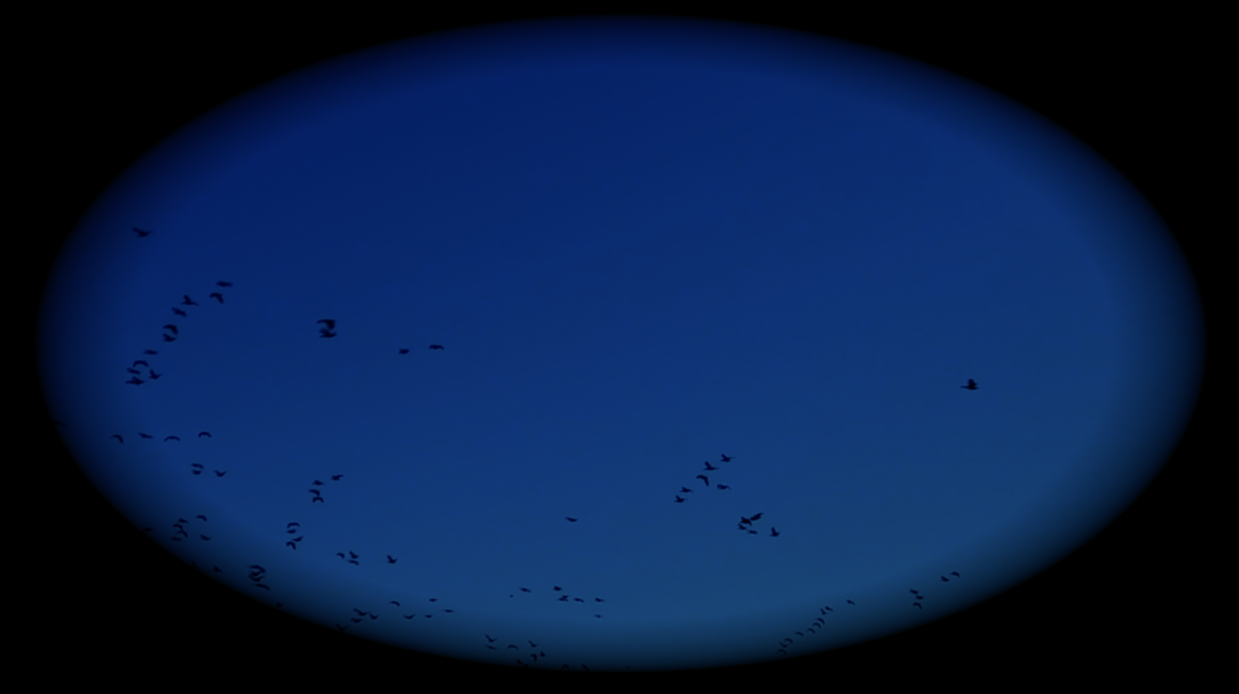 As Silent As An Owl