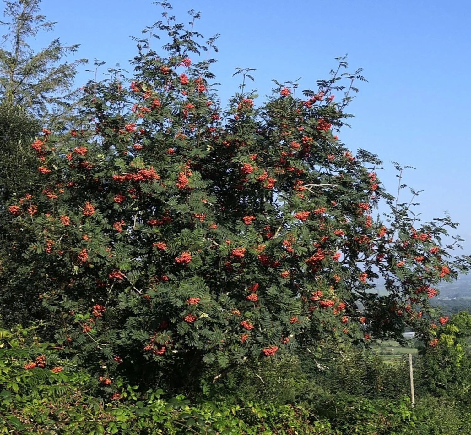 Rowan-tree.jpg