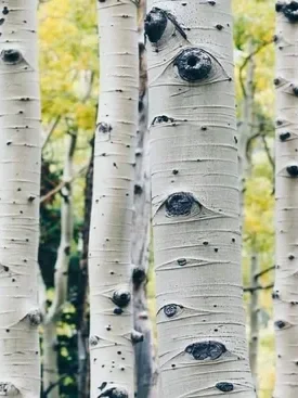 aspen+tree.webp