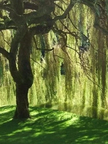 weeping+willow.jpg