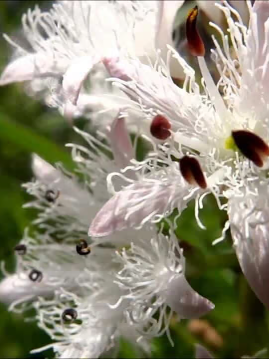 bogbean+flower.png