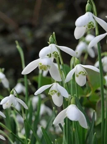 snowdrops.jpg