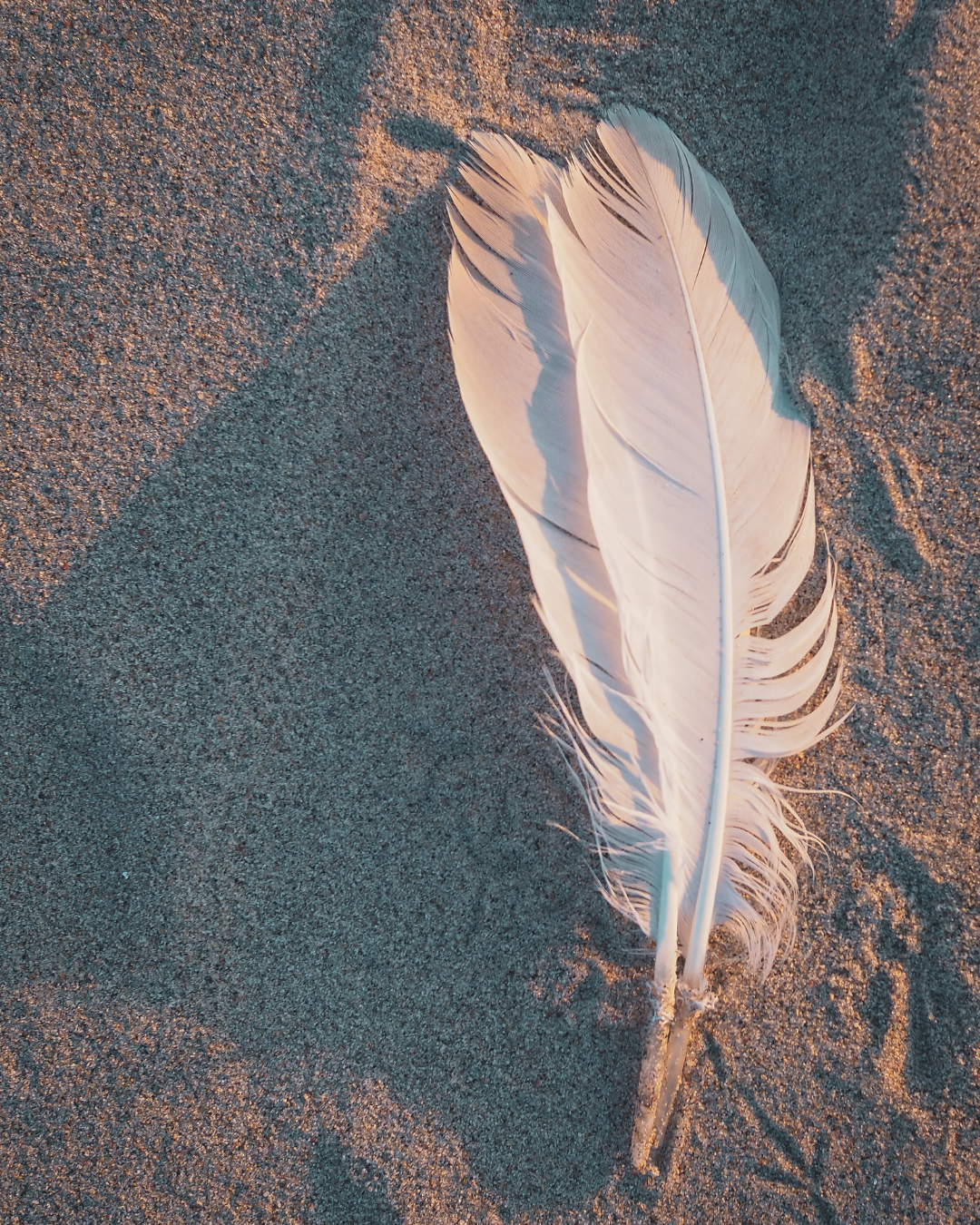 Witte veer op zandstrand