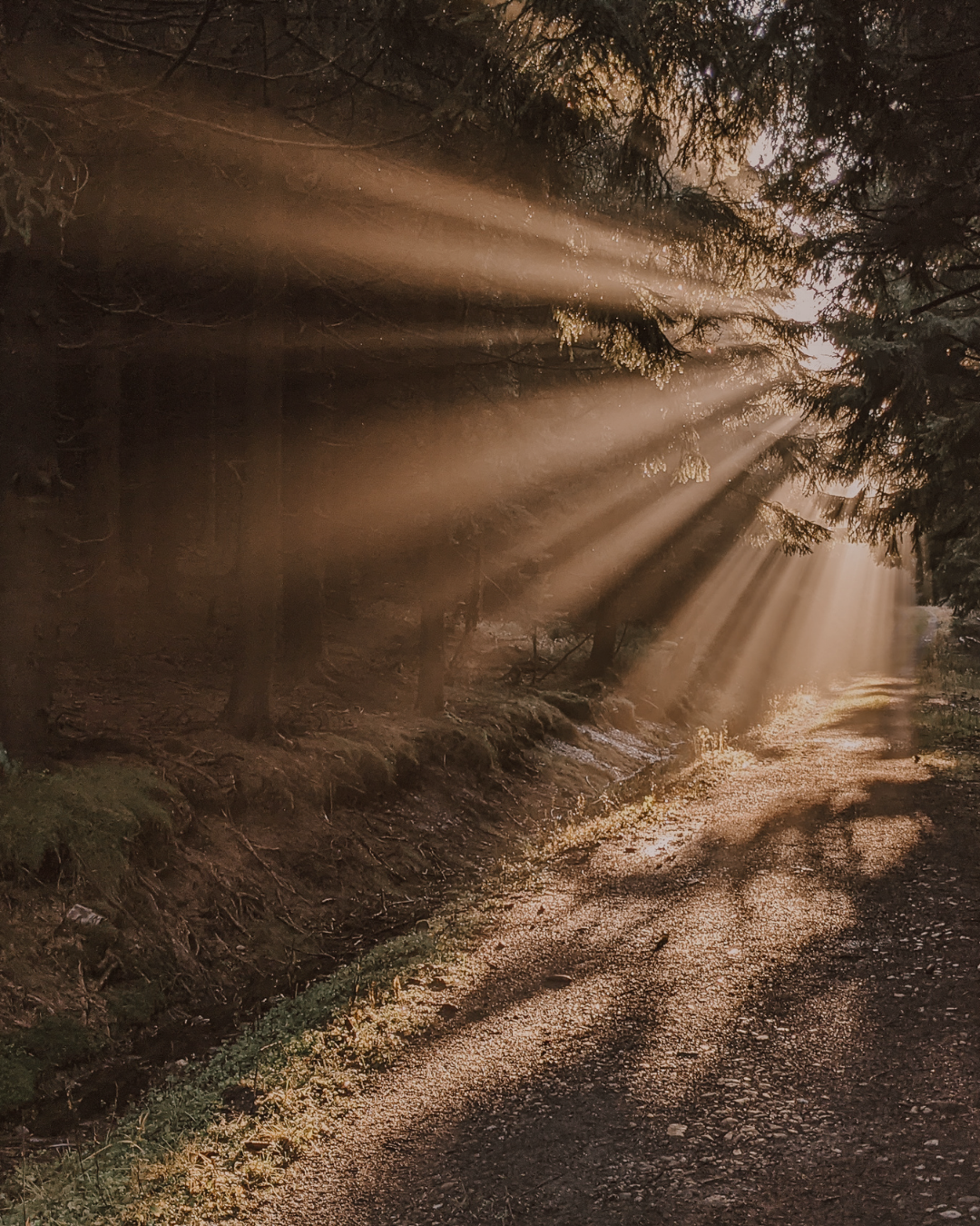 Zonlicht dat door een dennenbos schijnt en een smal zandpad verlicht.