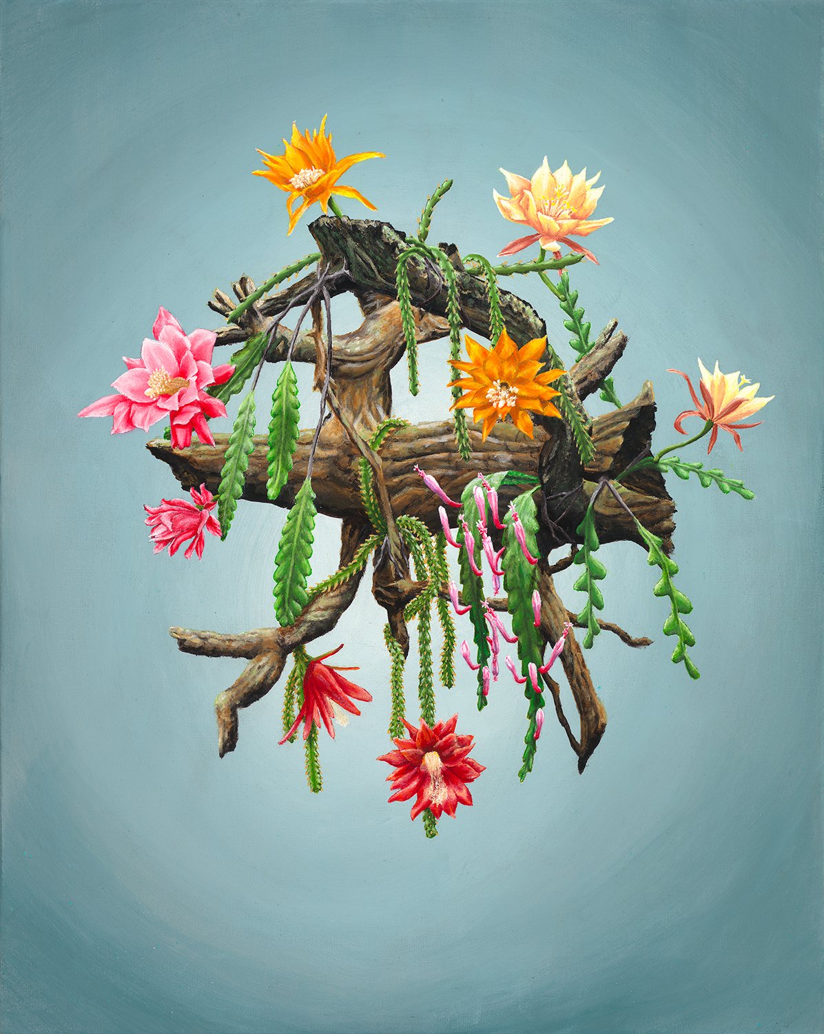 71134 Discocactus Low Res.jpg