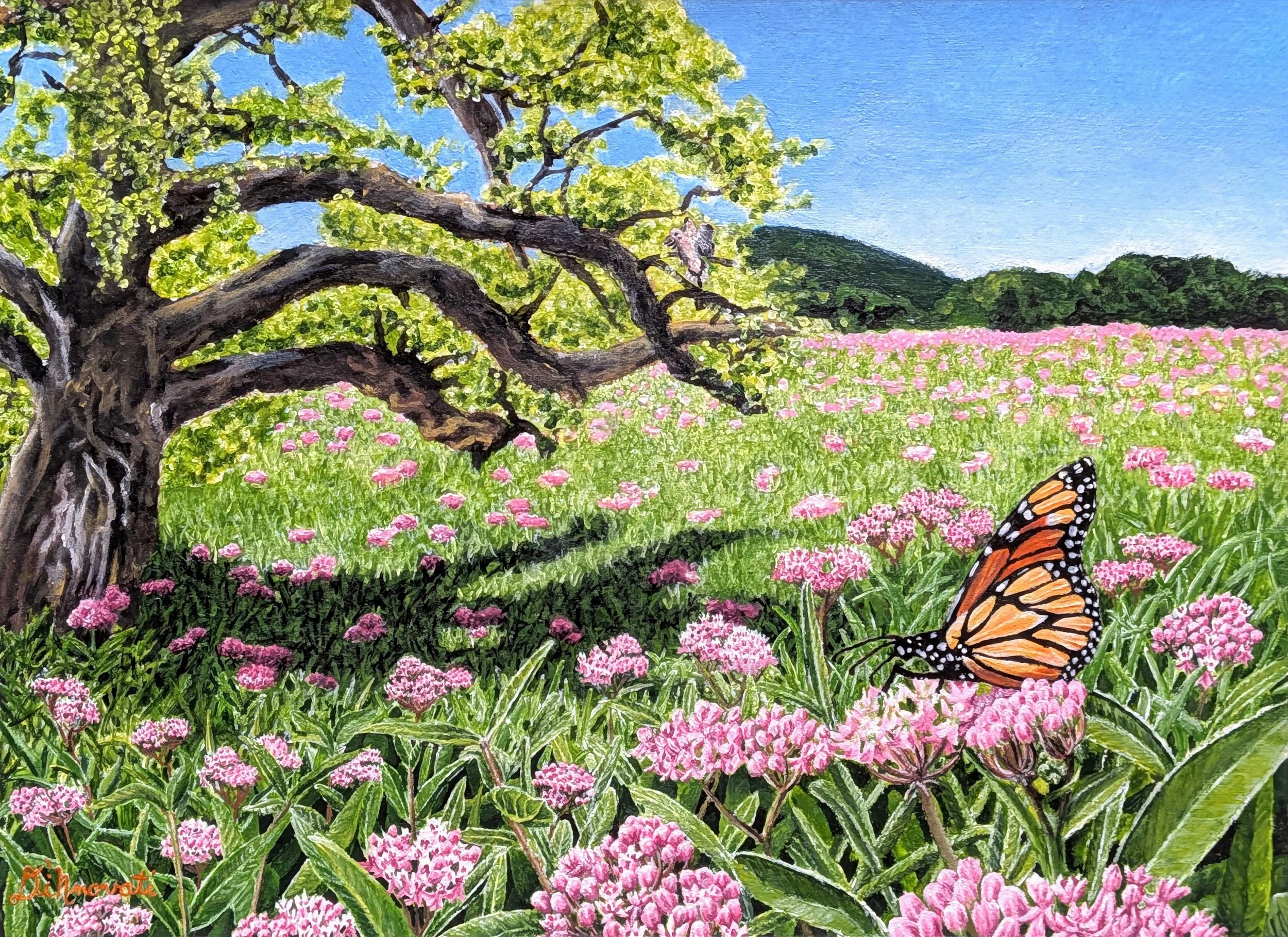 Milkweed.jpg