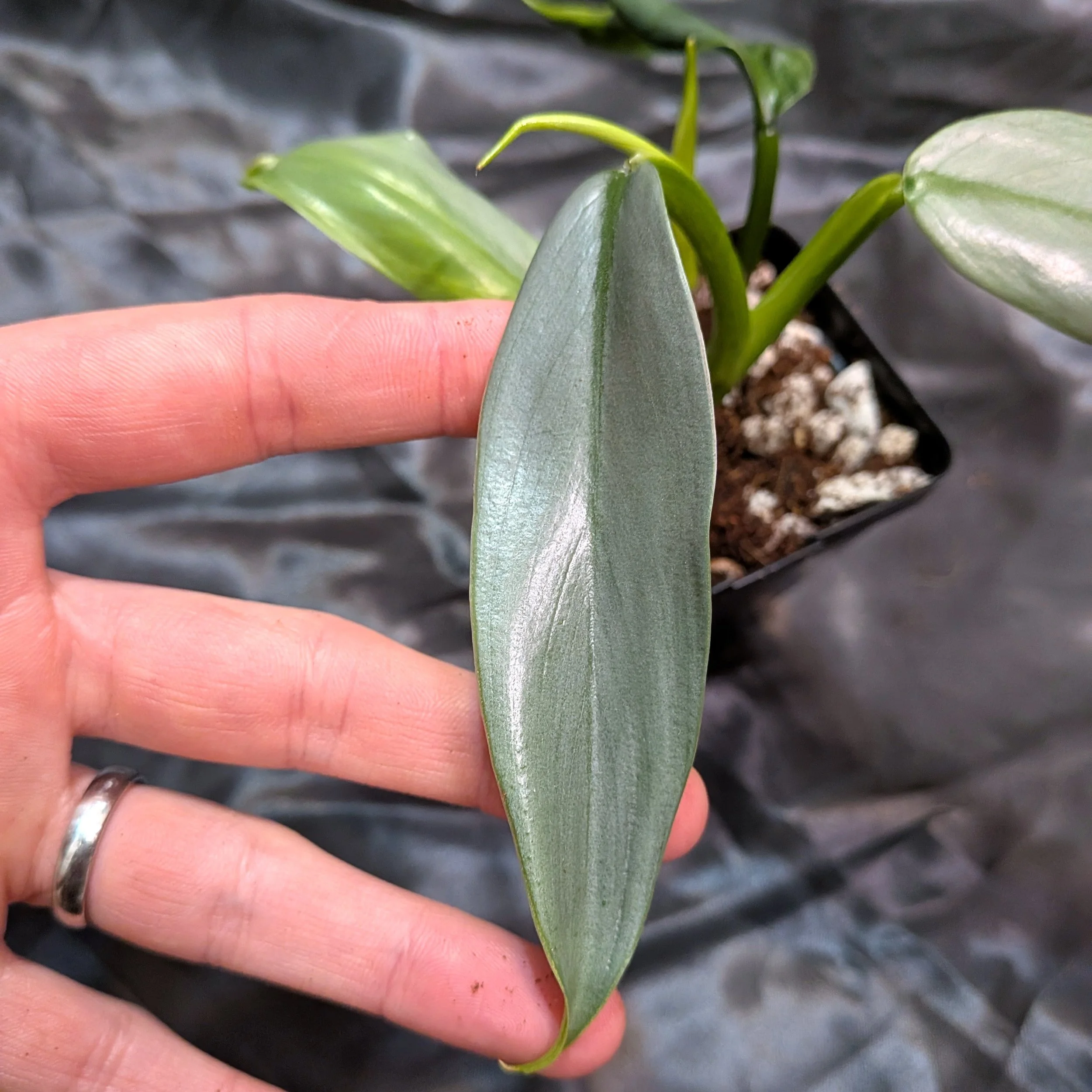 Philodendron hastatum (Silver Sword)