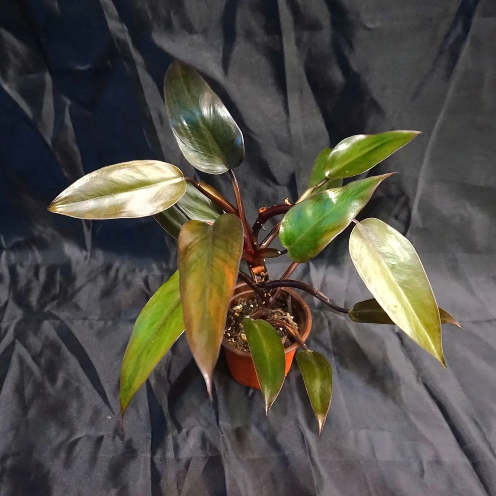 Philodendron "Majesty"  Di'Nnovati Art Gallery