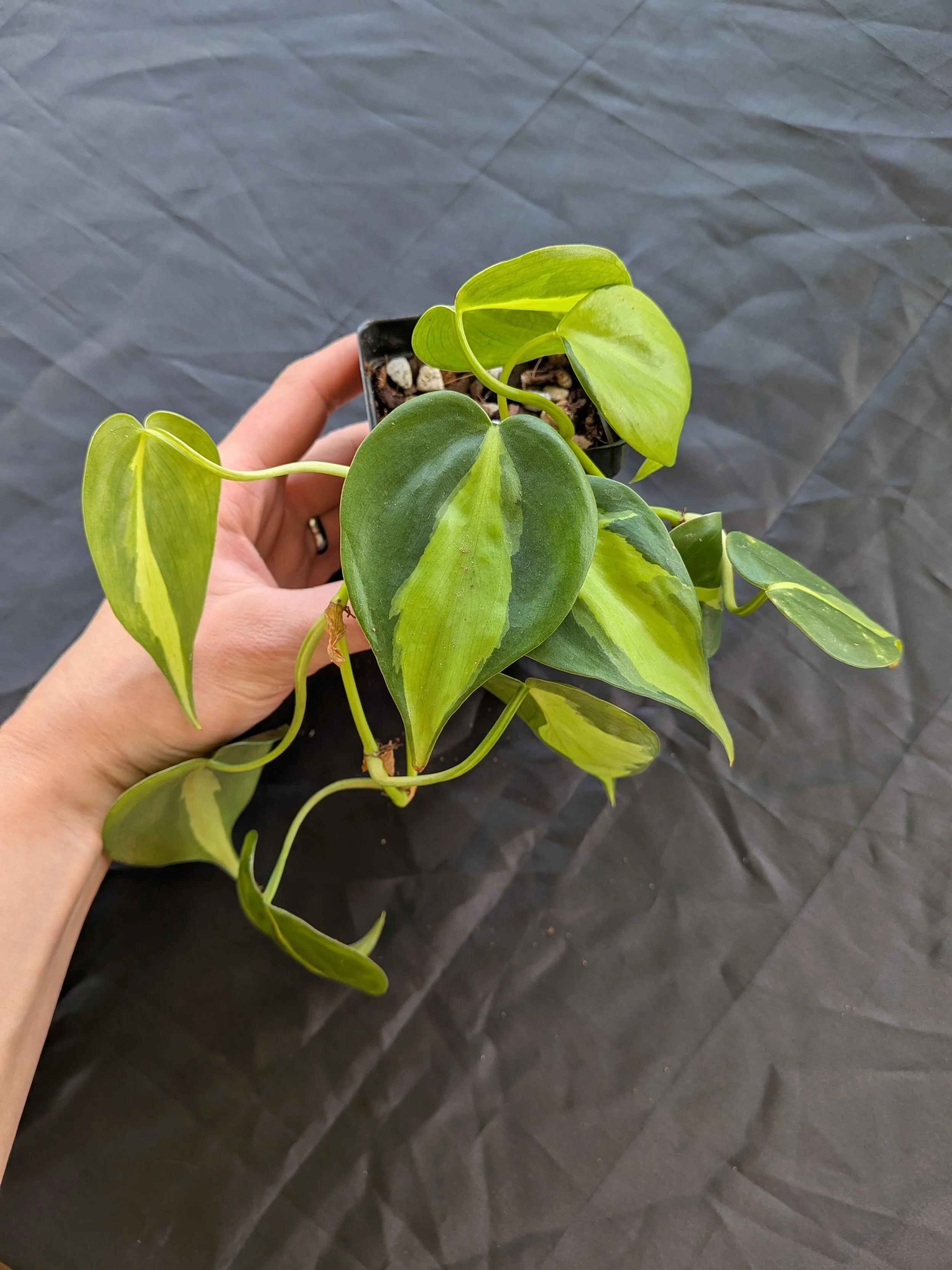 Philodendron "Brasil"