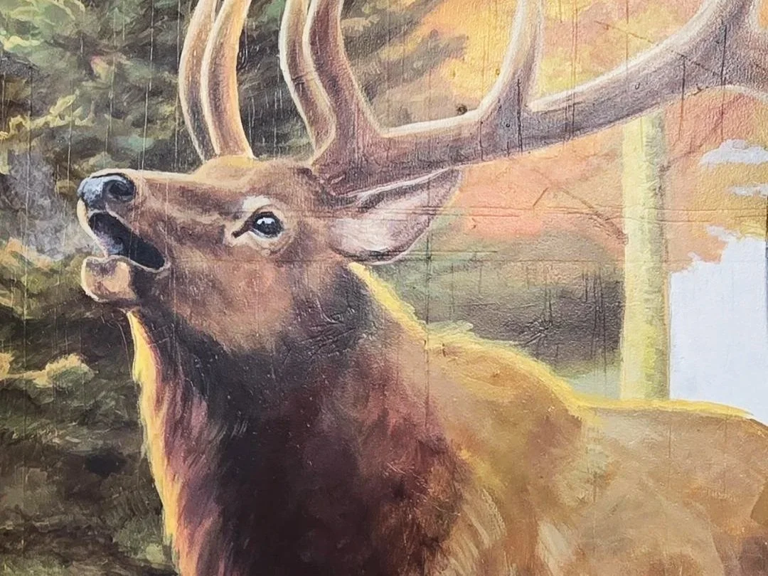 Elk in the Sangres - Silver Cliff, CO
Sangre de Cristo mountains and elk