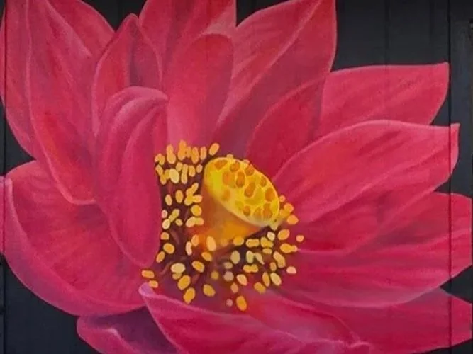 Yoga Studio Satya - Colorado Springs, CO
Lotus mural