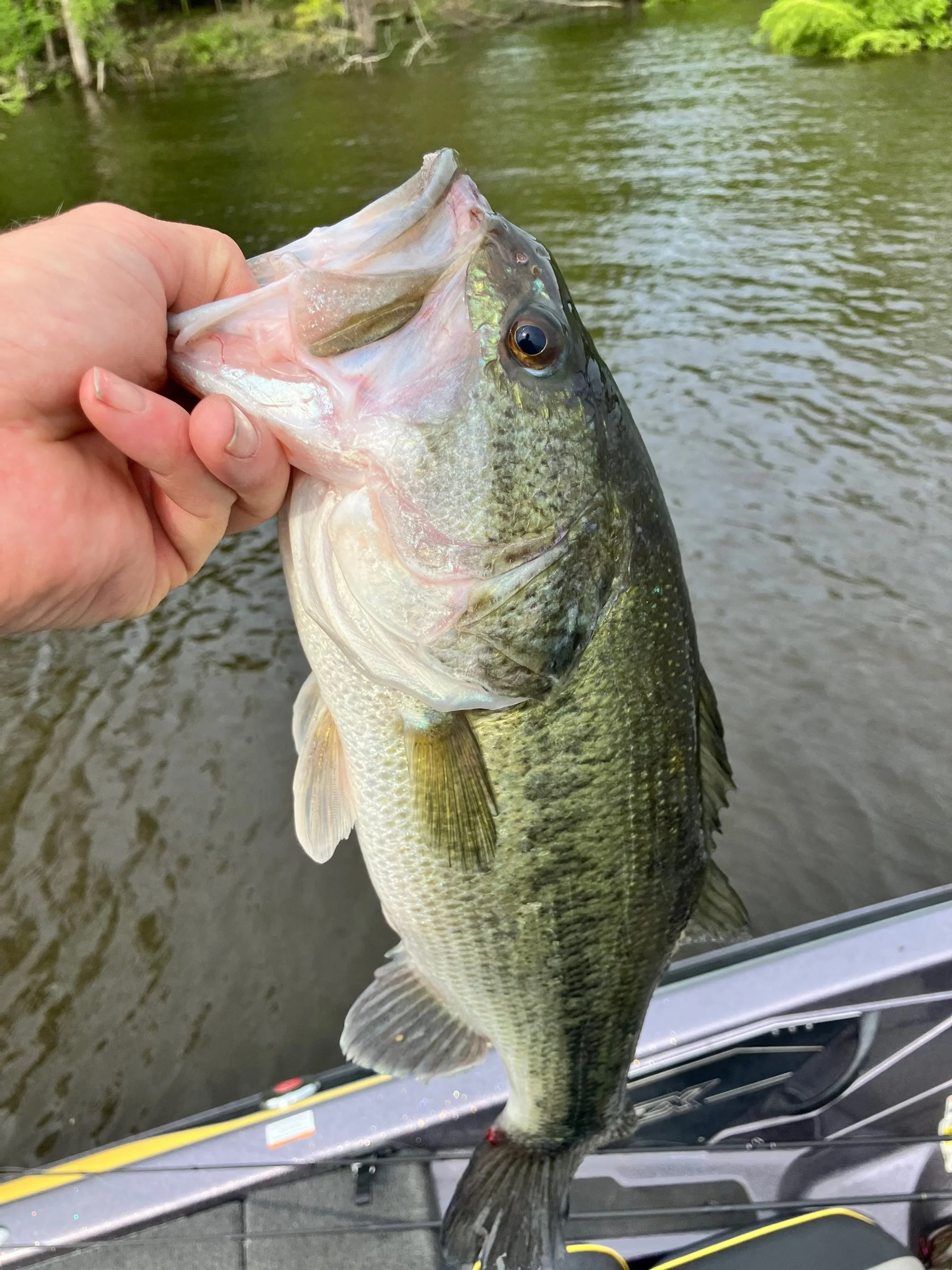 Largemouth Bass Caught on Fish Hook Bait Company Original Spinnerbait