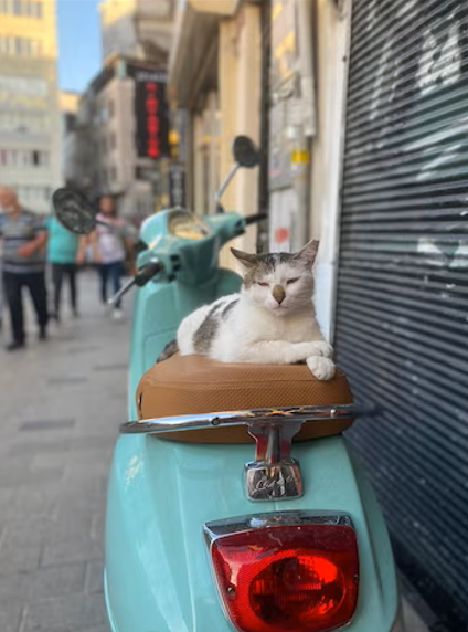 vespa et petit chat .png