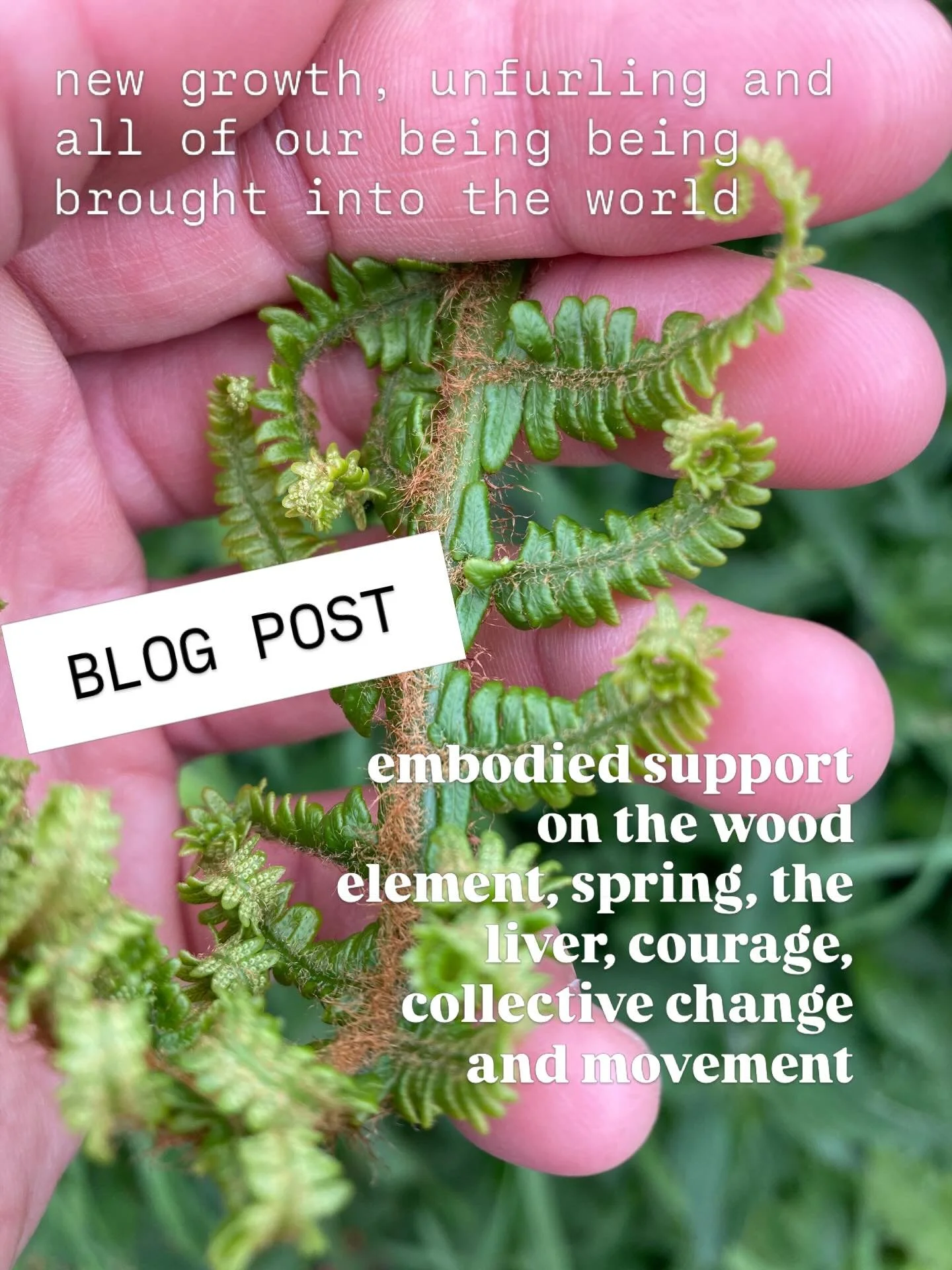 you can find a link to the blog via the link tree in bio.
Here&rsquo;s a taster for you in the mean time &hellip; 

THE INSPIRATION OF THE WOOD ELEMENT

There&rsquo;s a significance to the Wood element and spring time that touches our psyches and hea