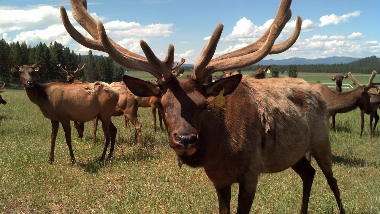 l3 ranch elk picture .jpeg