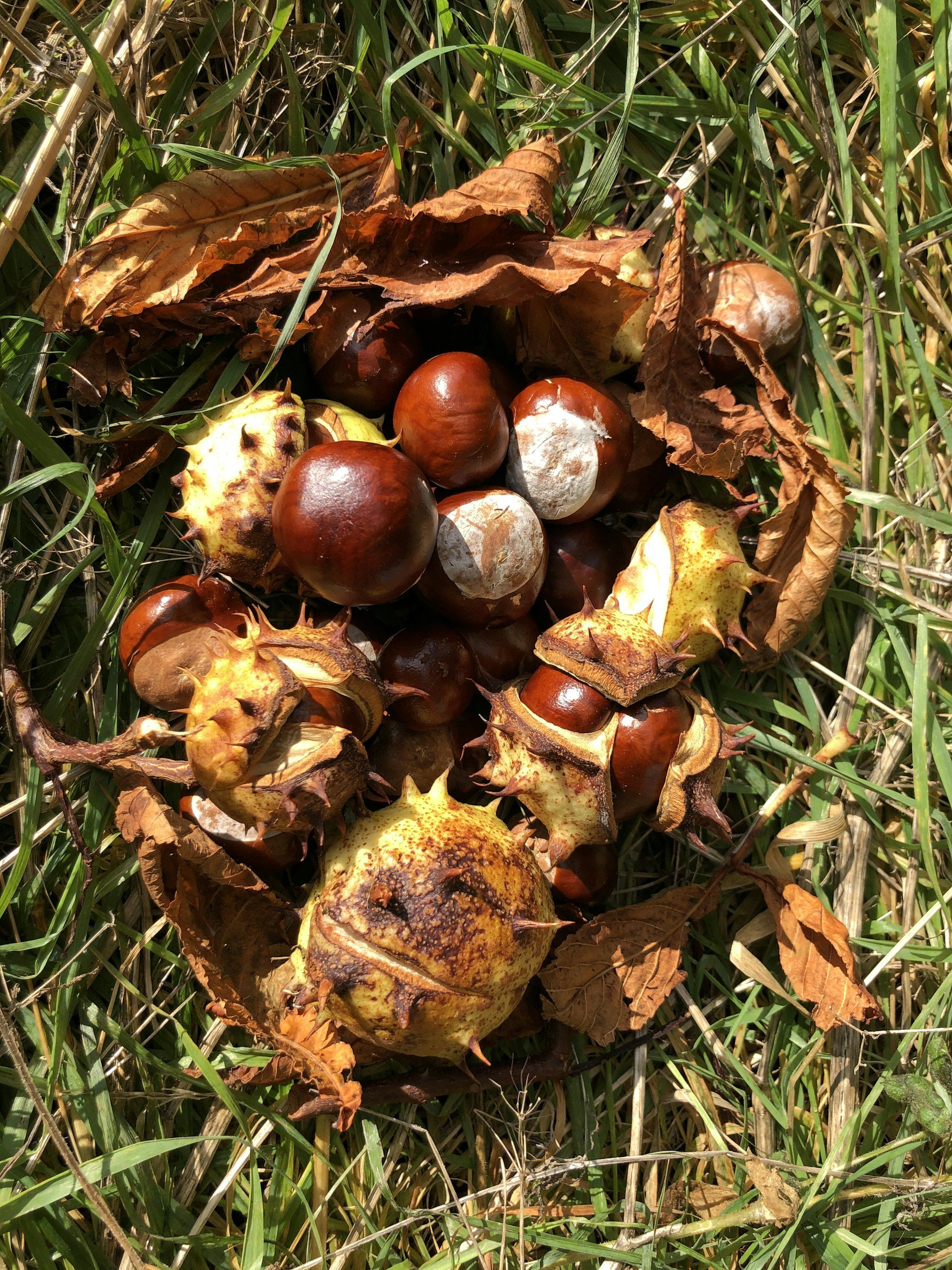 Conker soap - Fully booked