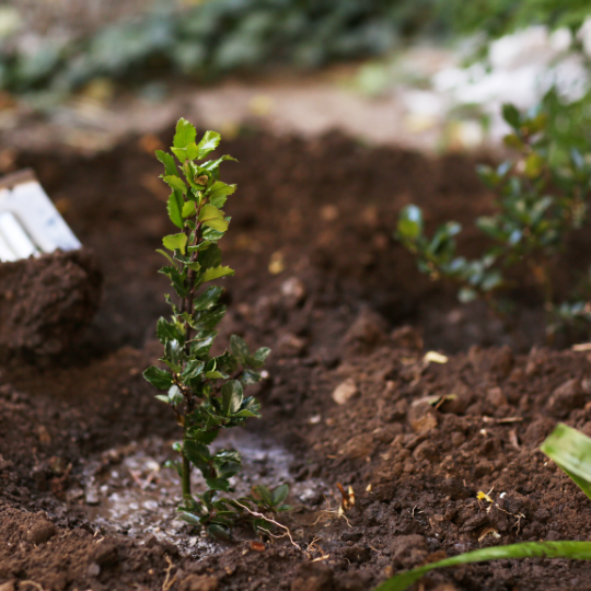 Allotment: Tree prep and Planting