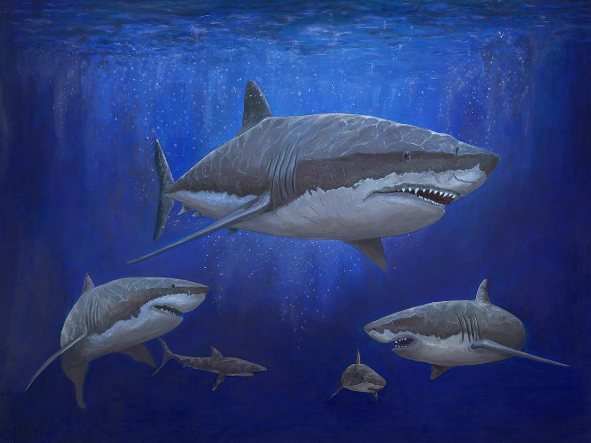 Shark Week
