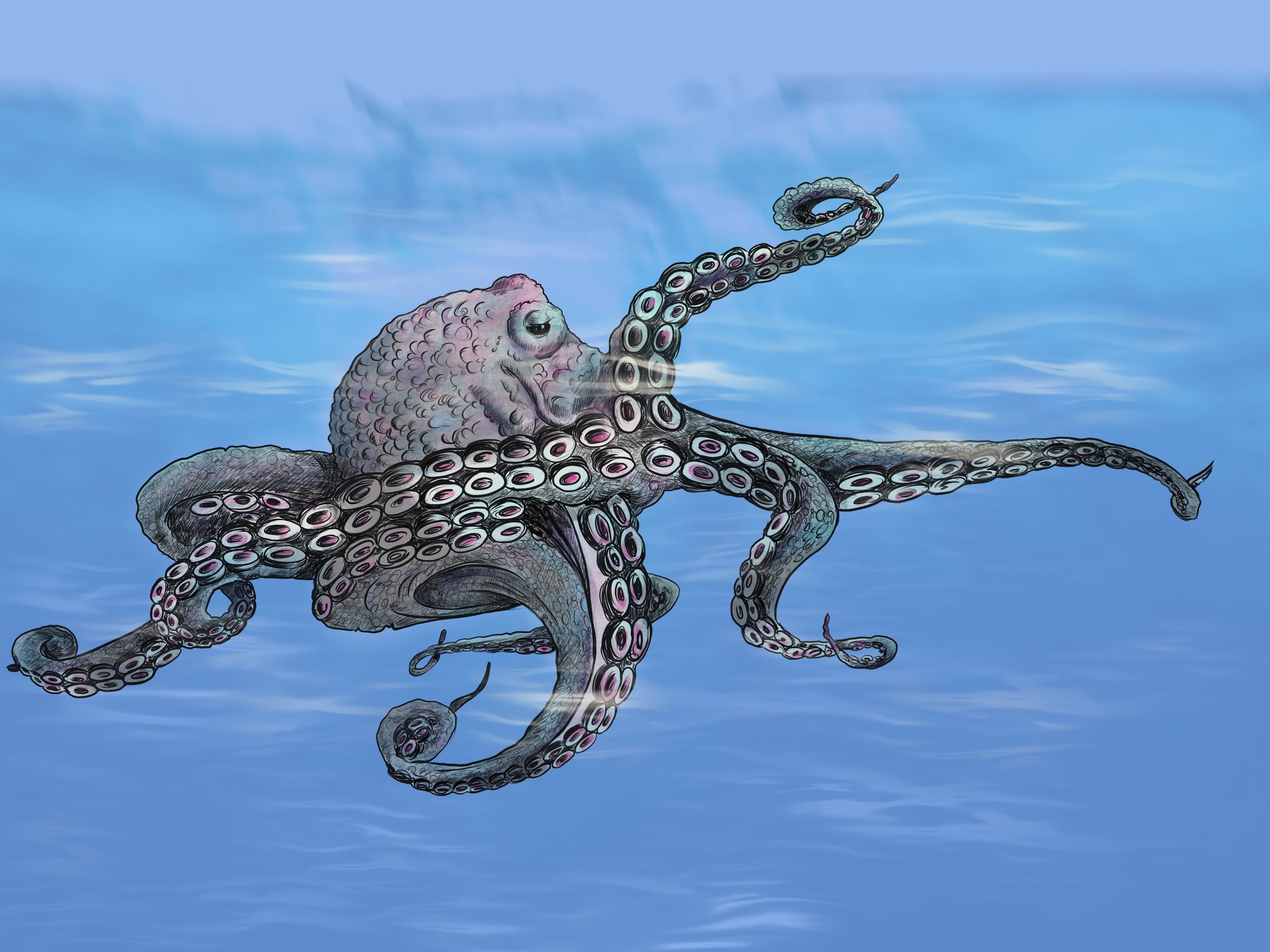 Octopus