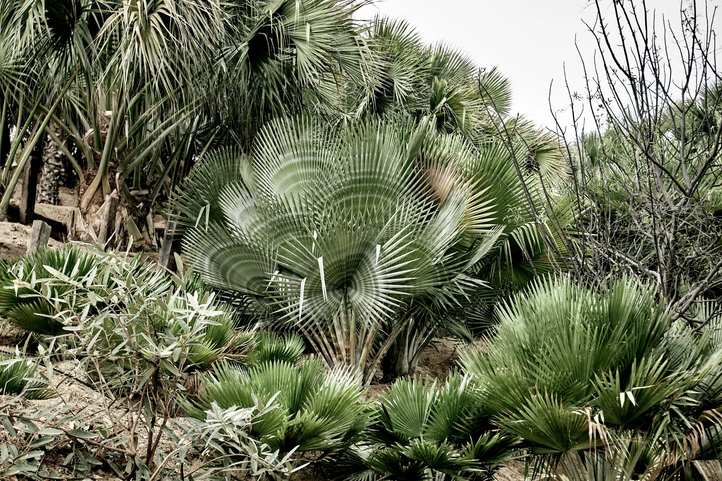 villaromana_flora_vegetation_gardens_566_2.jpg