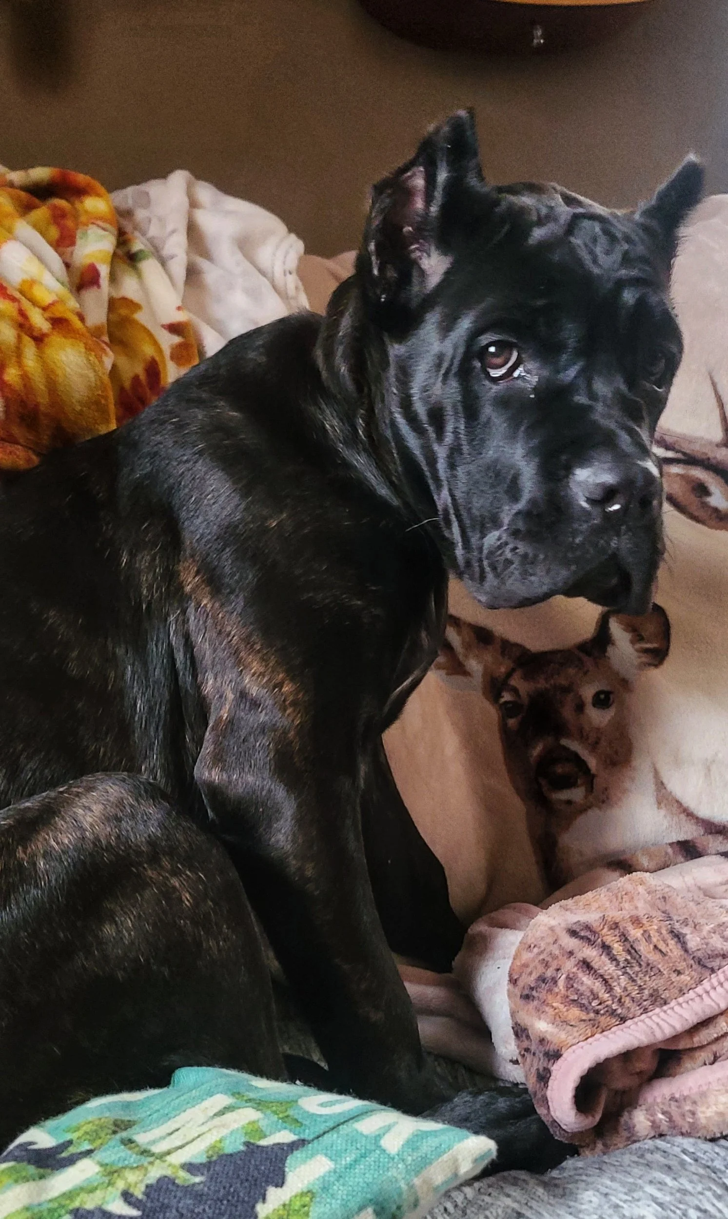 A black and brindle-colored dog with a brindle number collar sitting on a couch, surrounded by blankets and a pillow with a cheetah print, indoors.