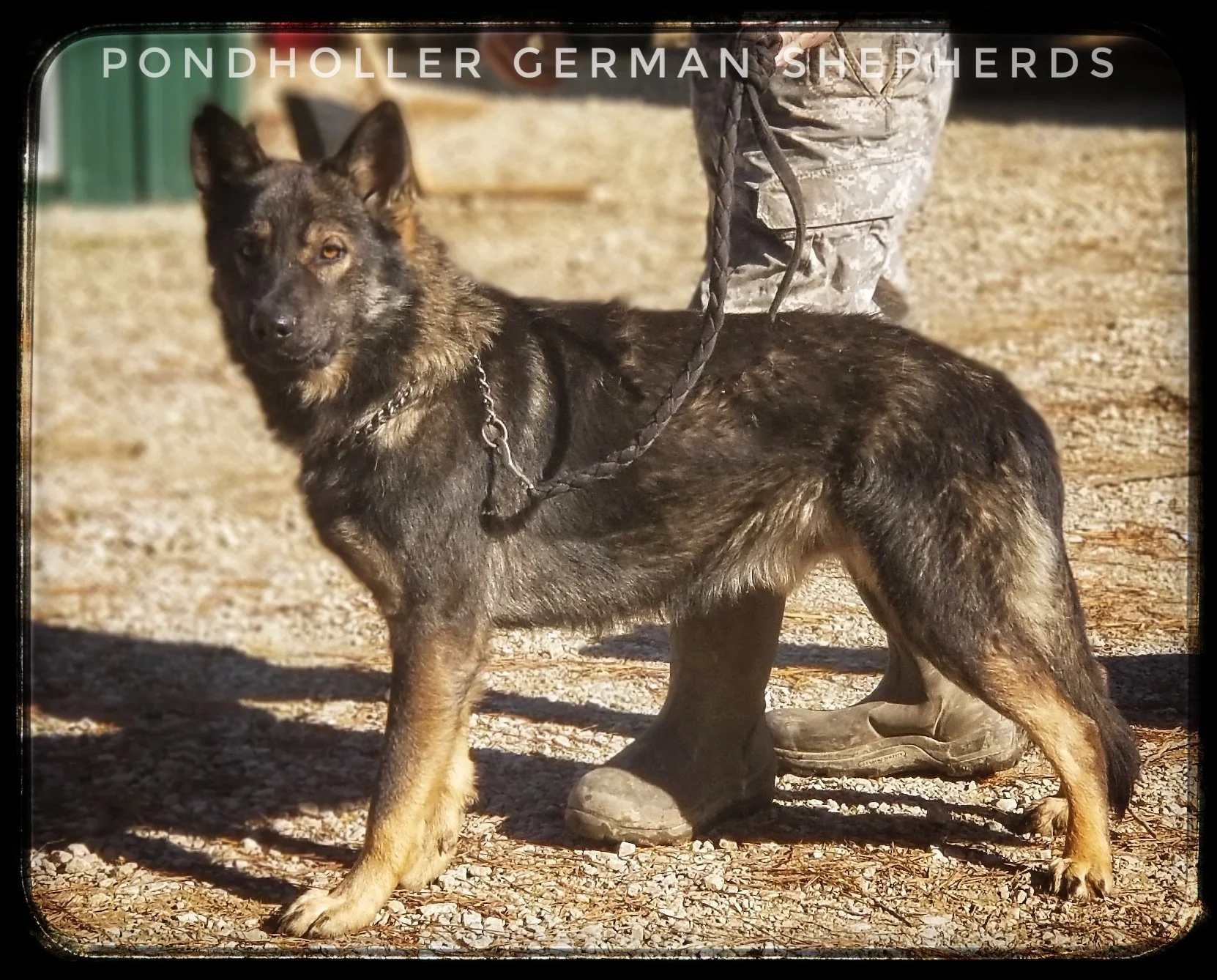 A German Shepherd puppy standing on gravel ground, being held on a leash by a person wearing camouflage pants and boots, with a green fence in the background.