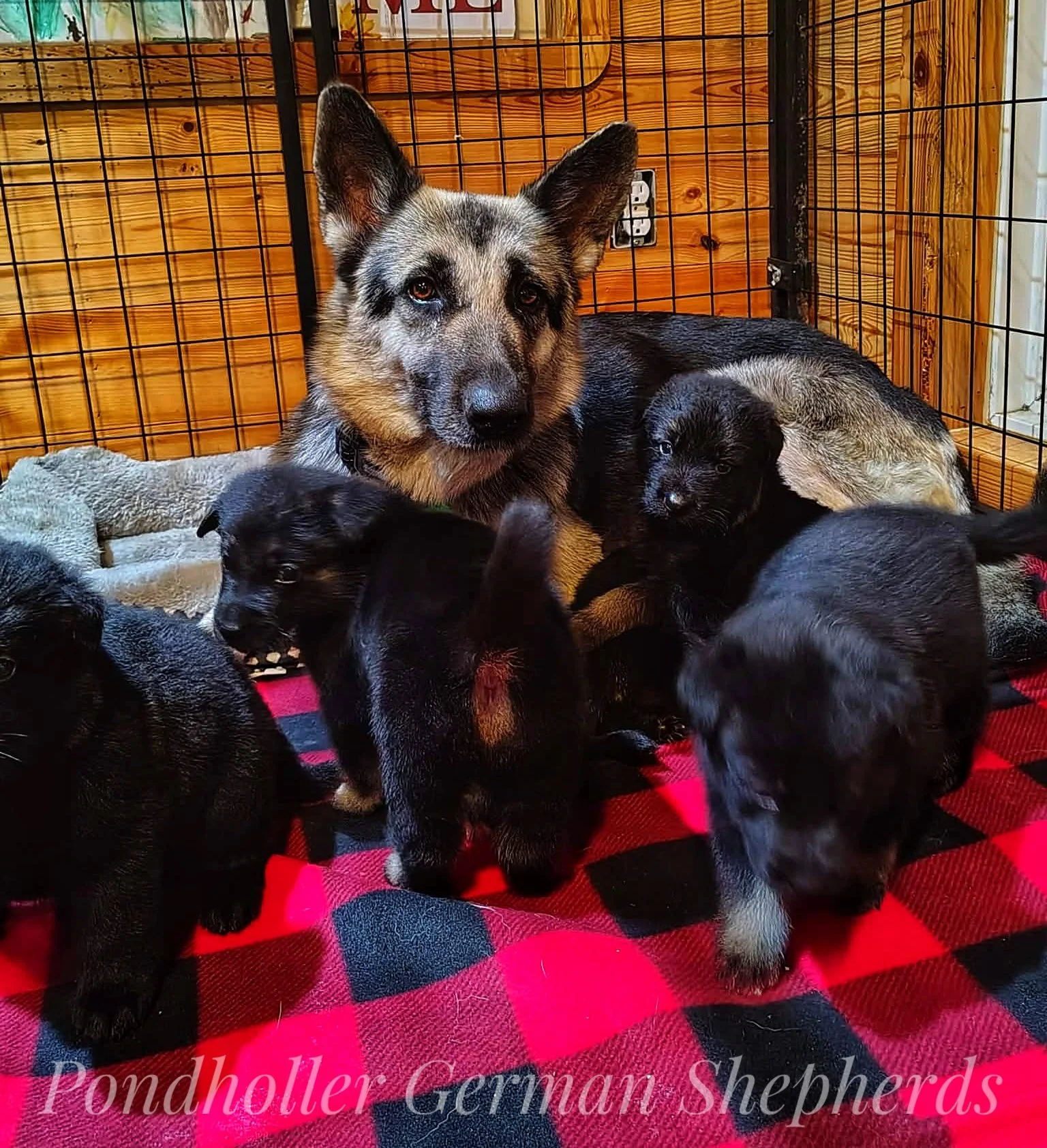 A German Shepherd dog lying down in a wooden-fenced enclosure with several black puppies, some with tan markings, around it on a red and black checkered blanket.